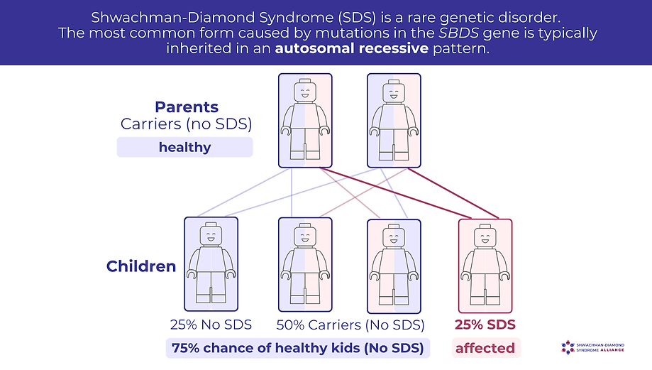 Graphica; overview of Shwachman-Diamond Syndrome (SDS) with lego figures. SDS is a rare genetic disorder. The most common form caused by mutations in the SBDS gene is typically inherited in an autosomal recessive pattern.