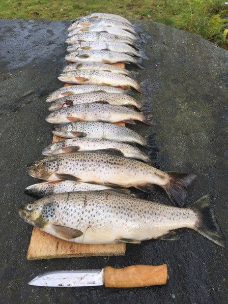 Fin og feit fisk i Haukedalsvatnet!