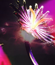 Flower Burst