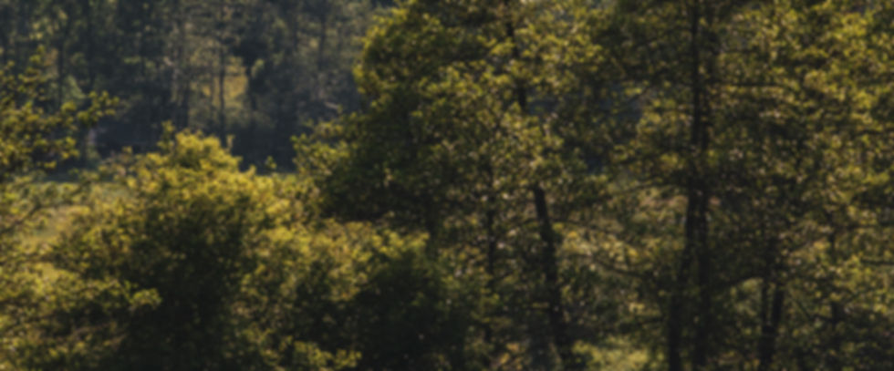 Landschaftsaufnahme der Südsteiermark