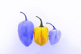 Blue Chills - Blaue Chillis mit gelber Chilli in der Mitte.