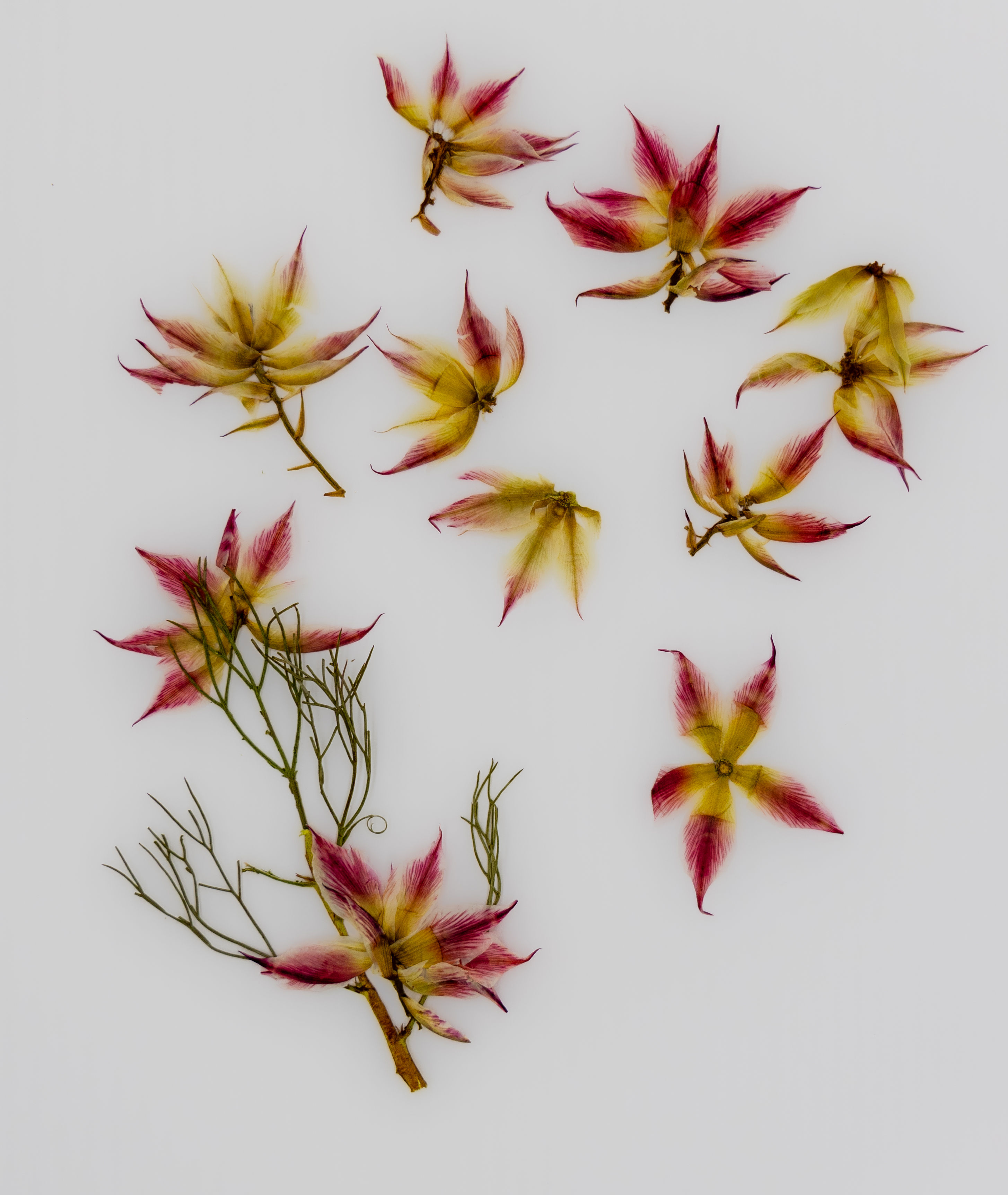 5 Pcs Pressed Serruria florida (Blushing Bride) – Native Australian Flowers, Grown & Pressed in Melbourne