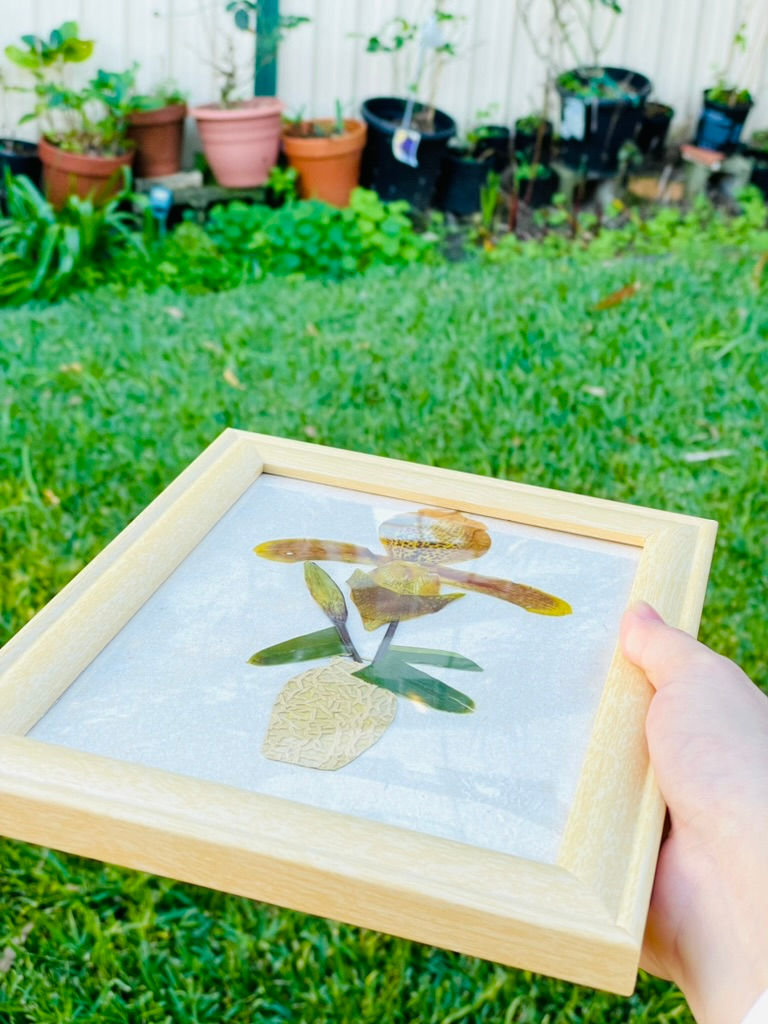 Pressed Slipper Orchid | orignial Pressed Flower Art Design