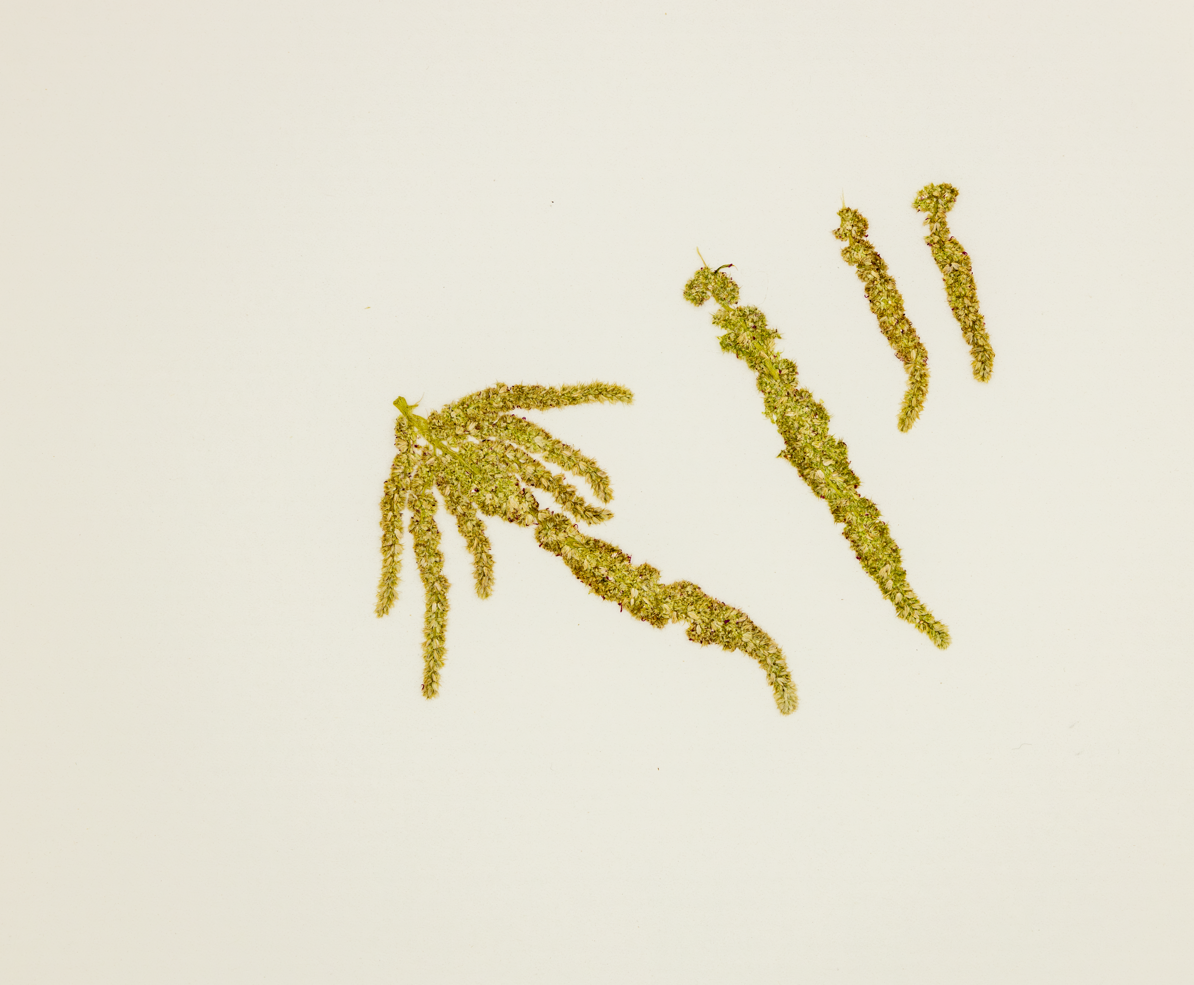 1 Pressed Amaranthus Flower – Dried Real Flower for Resin Art, Epoxy Jewelry, Na