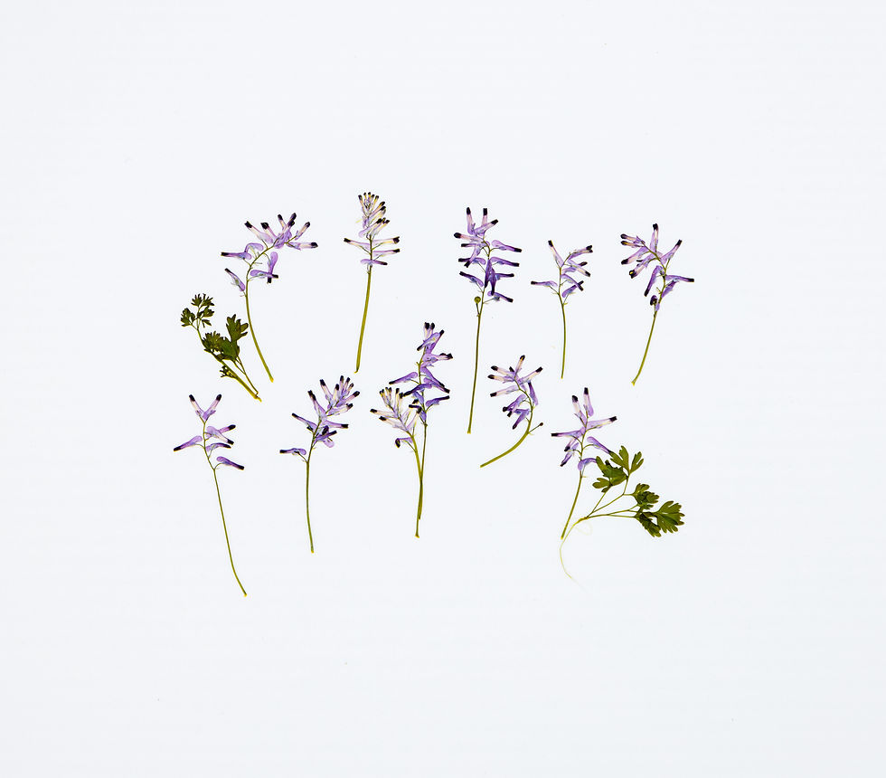 10 Stems Pressed Common Fumitory – Real Dried Flowers & Leaves for Botanical Cra