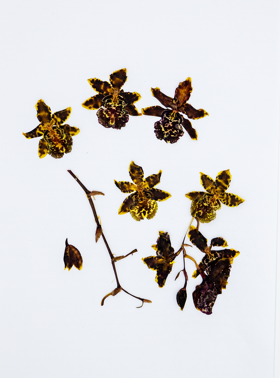10 Real Pressed Dancing Orchid Flowers | Natural Dried Orchid Blooms | Mixed Sha