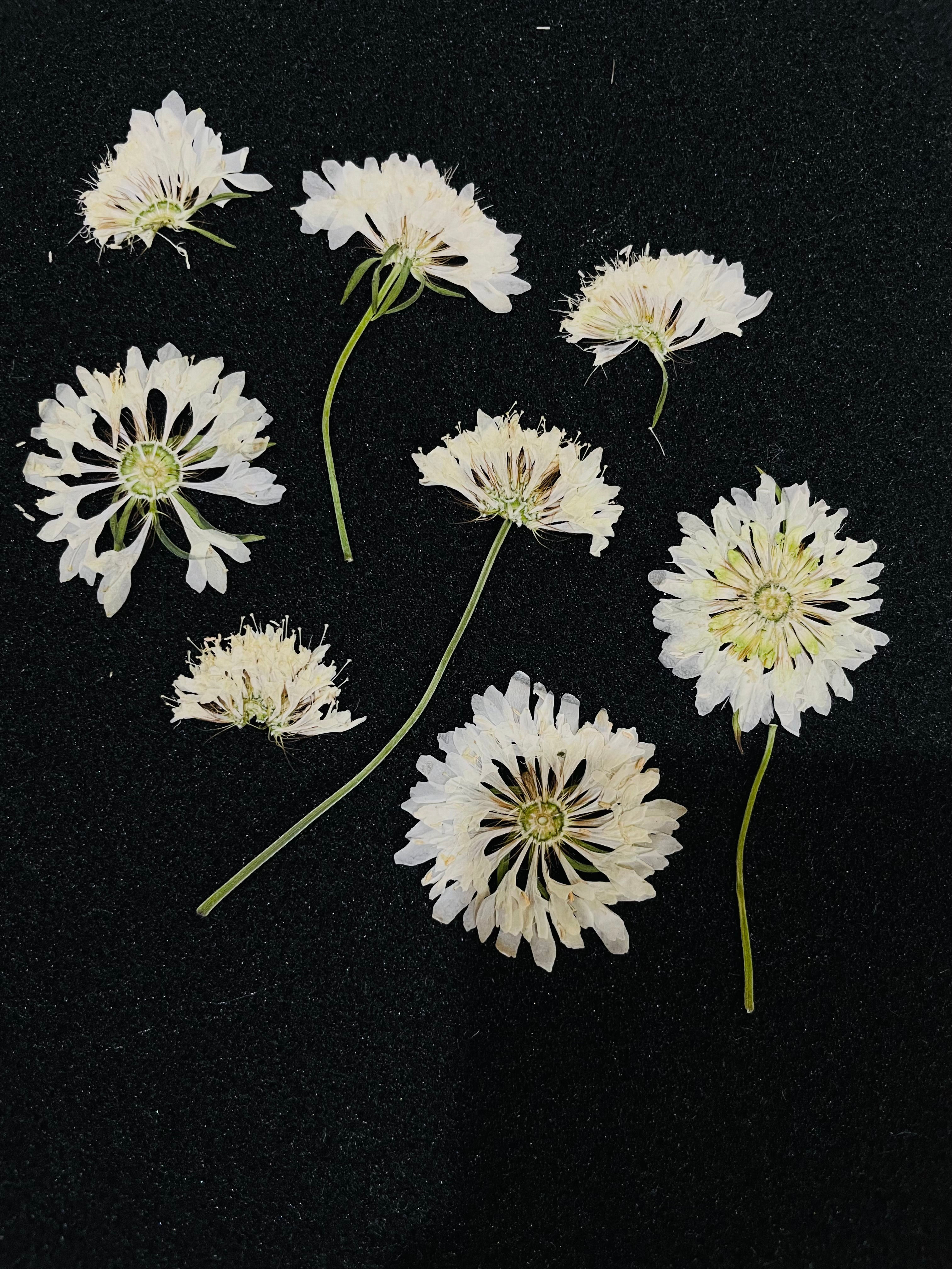 mixed pack of Scabiosa, random size, random shape, 25 pieces