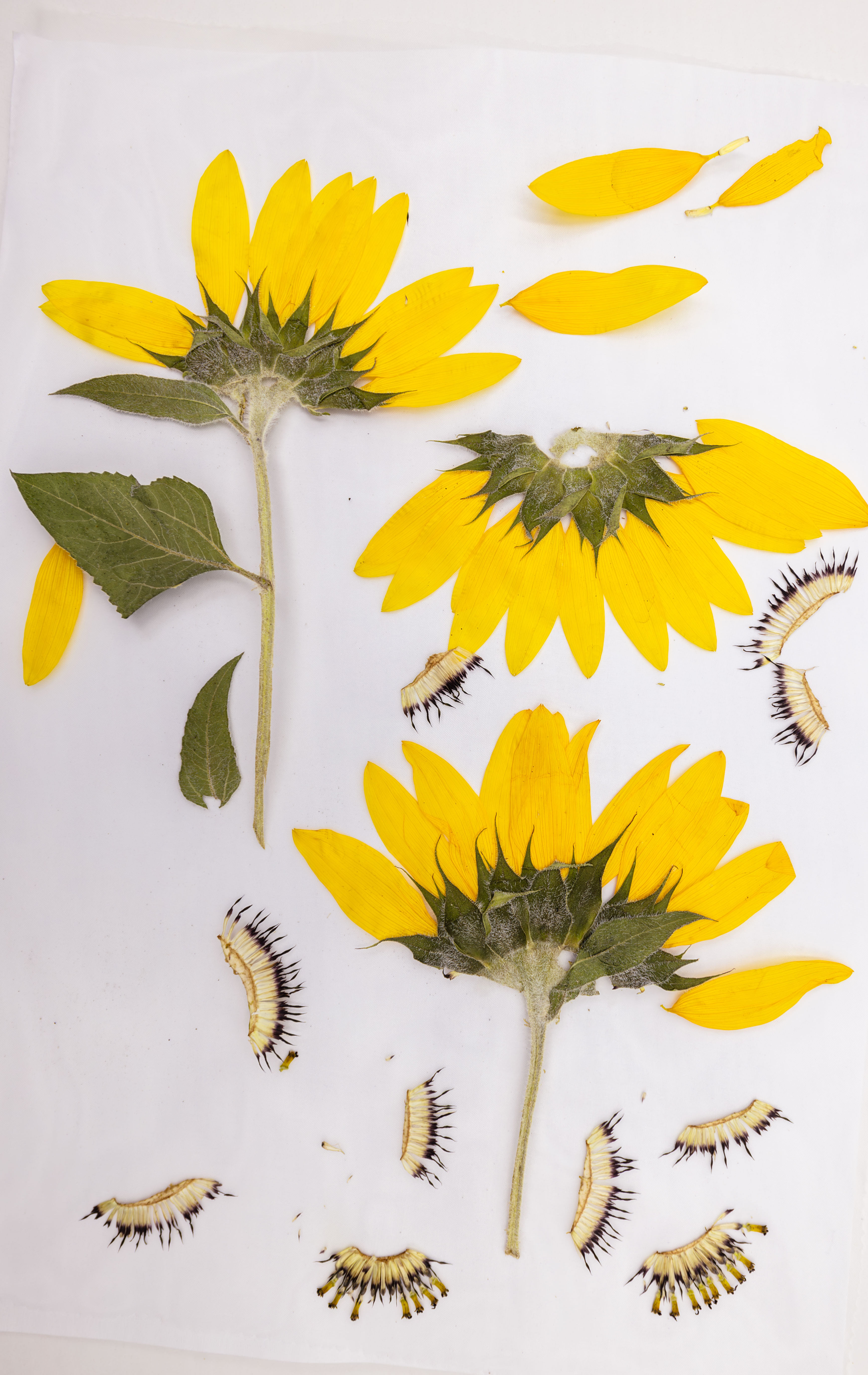 🌻 Pressed Dried Sunflower - 1 Piece 🌻Locally Grown and Handcrafted in Melbourn