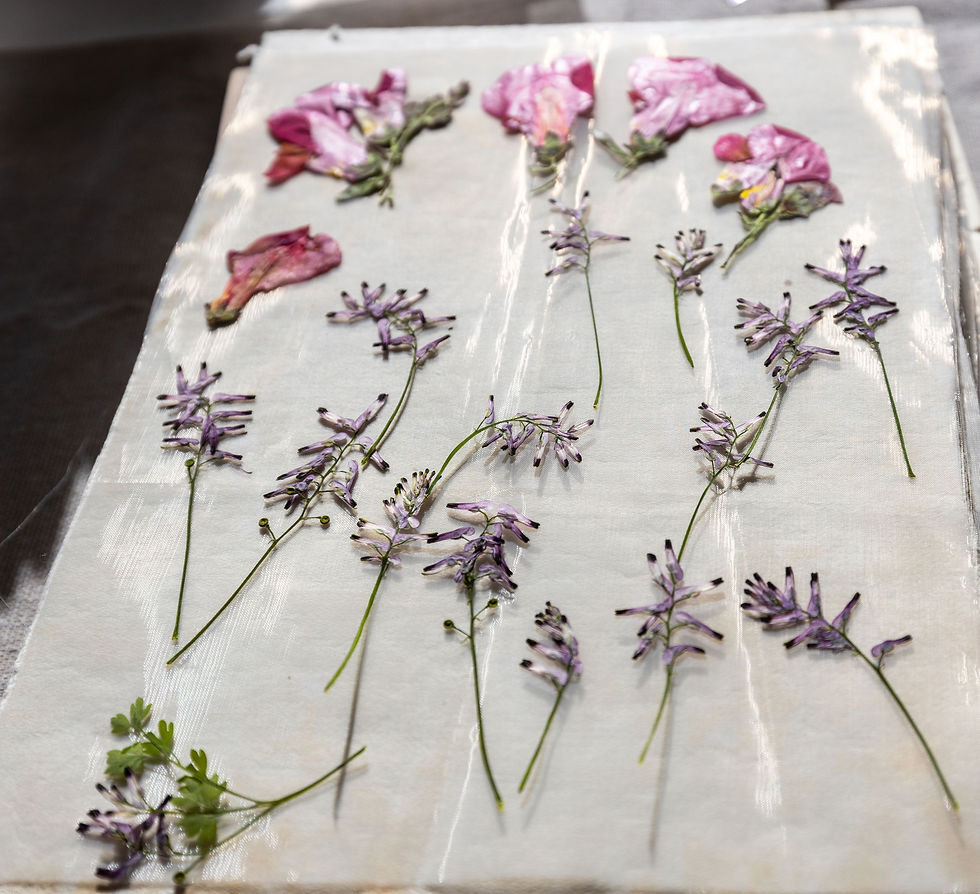 Fumaria officinal Pressed Dried Flowers For Resin Epoxy Jewelry DIY