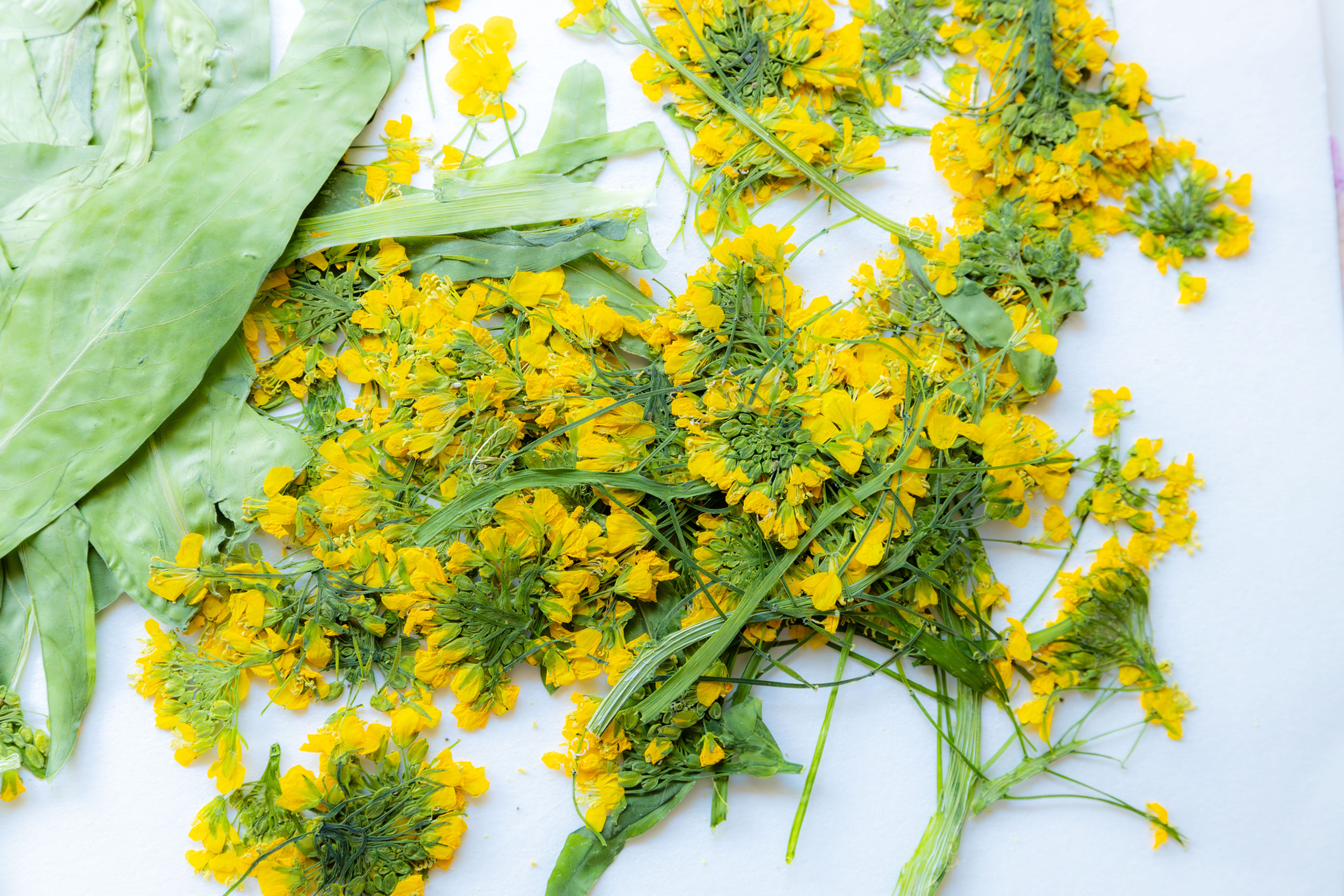 5 Pressed Canola (Rapeseed) Flower Stems – Dried Real Flowers for Resin Art, Epo