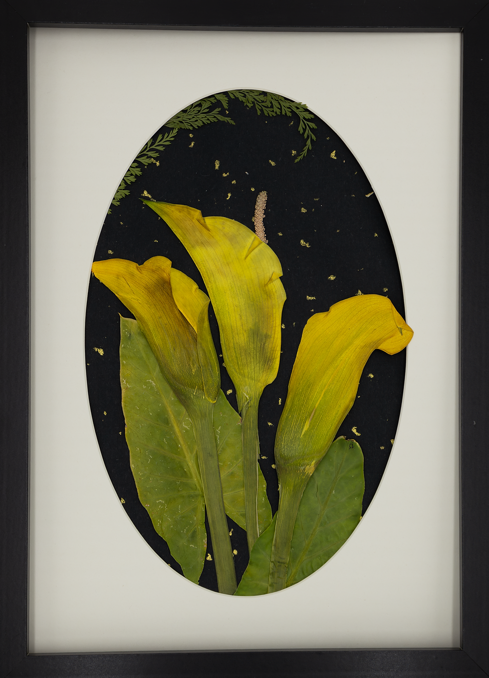 “Golden Light” – Original A4 Pressed Flower Art Frame with Real Yellow Arum Li