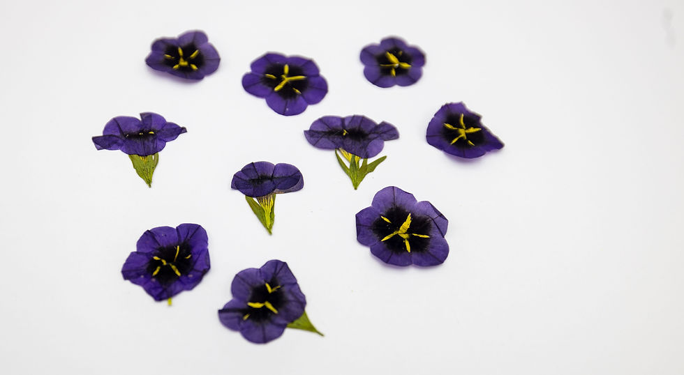 10 Pressed Mixed Petunia Flowers – Dried Real Flowers for Resin Art, Epoxy Jewel