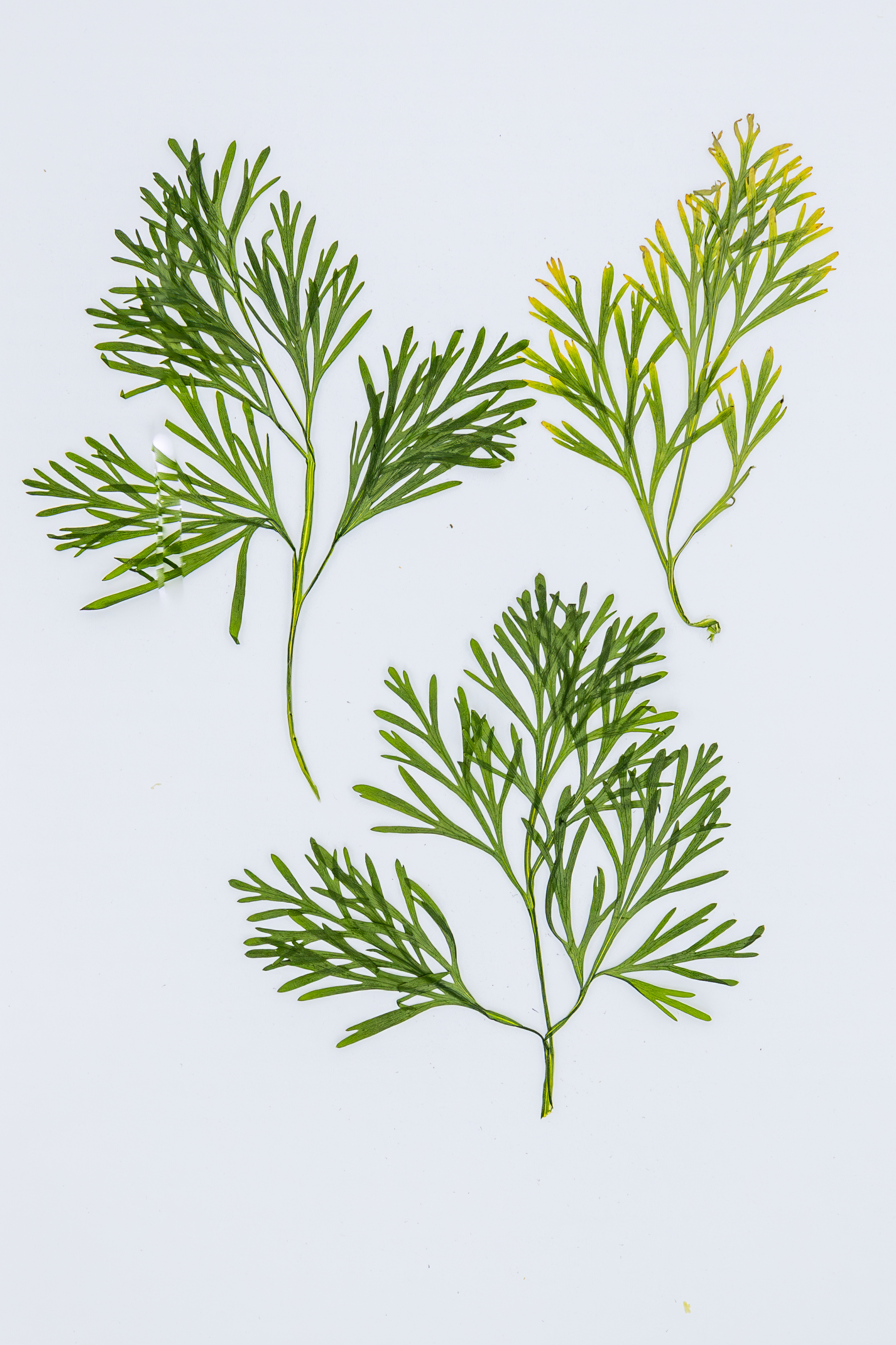 10pcs Pressed California Poppy Leaves | Real Dried Botanical Specimens for Press