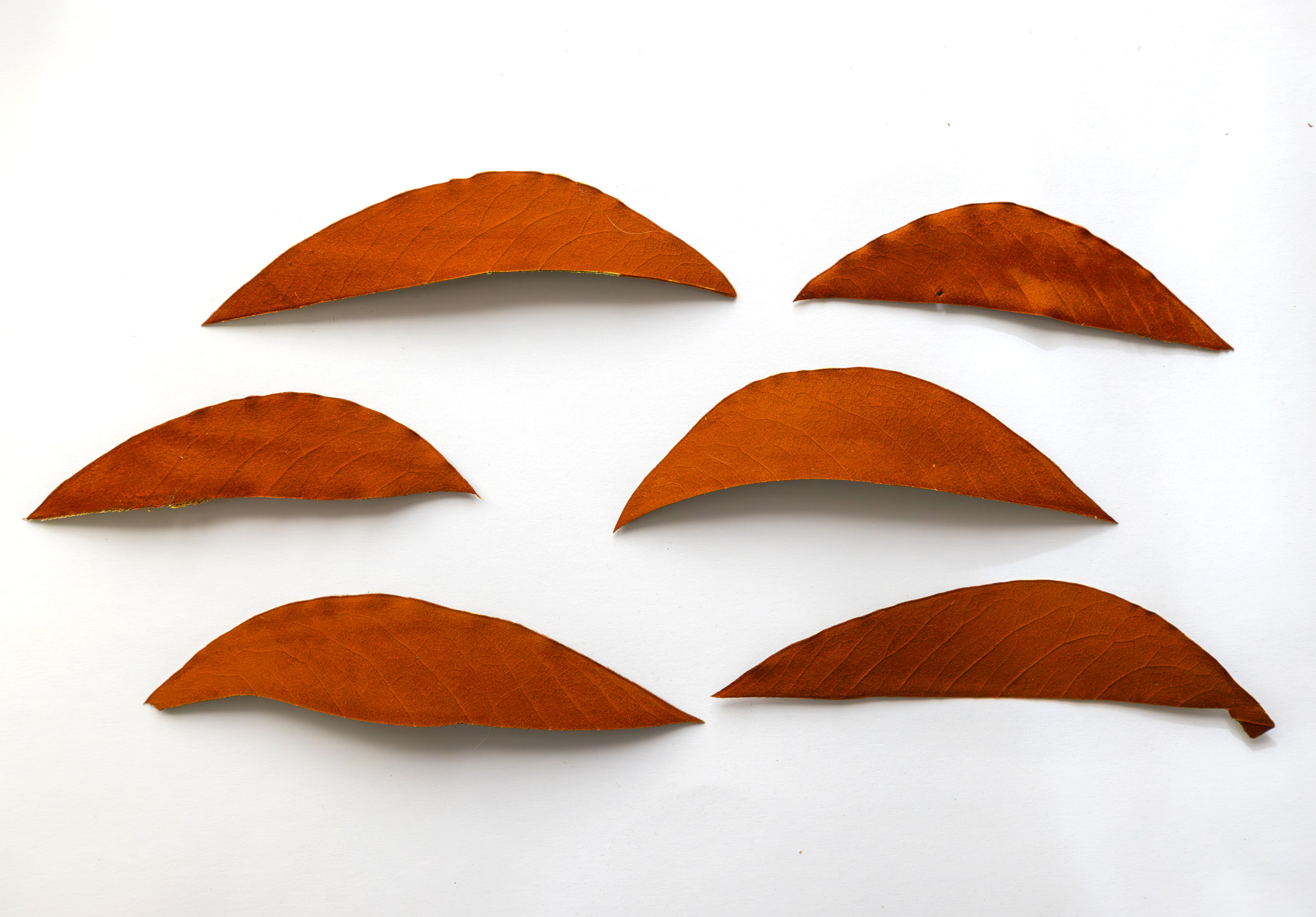 10pcs Half-Cut Pressed Magnolia Leaves – Rich Brown Dried Foliage for Rustic Crafts, Resin Art & Autumn Projects