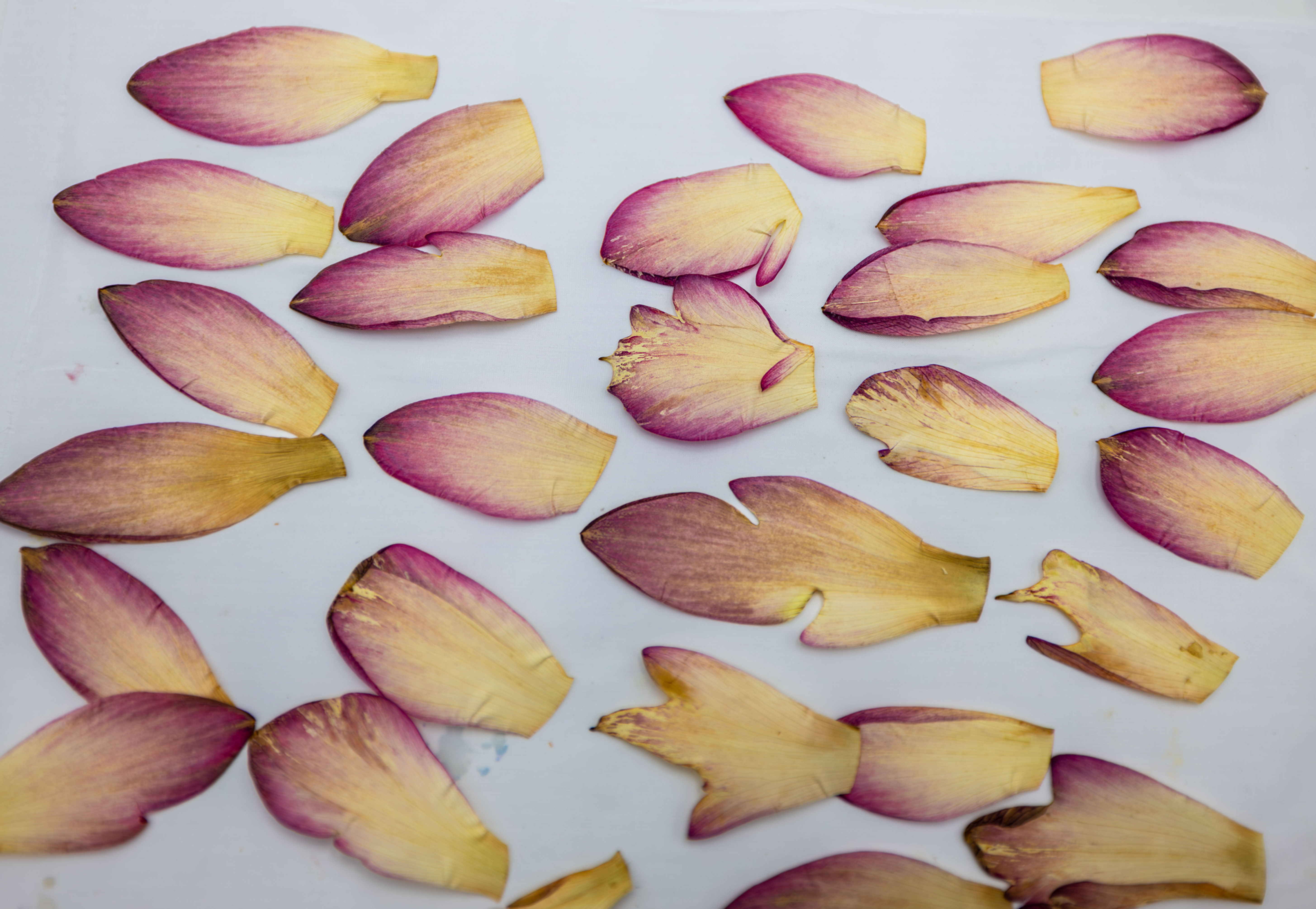 20 Pressed Lotus Petals for Resin Art & DIY Crafts (Random Shapes & Sizes)