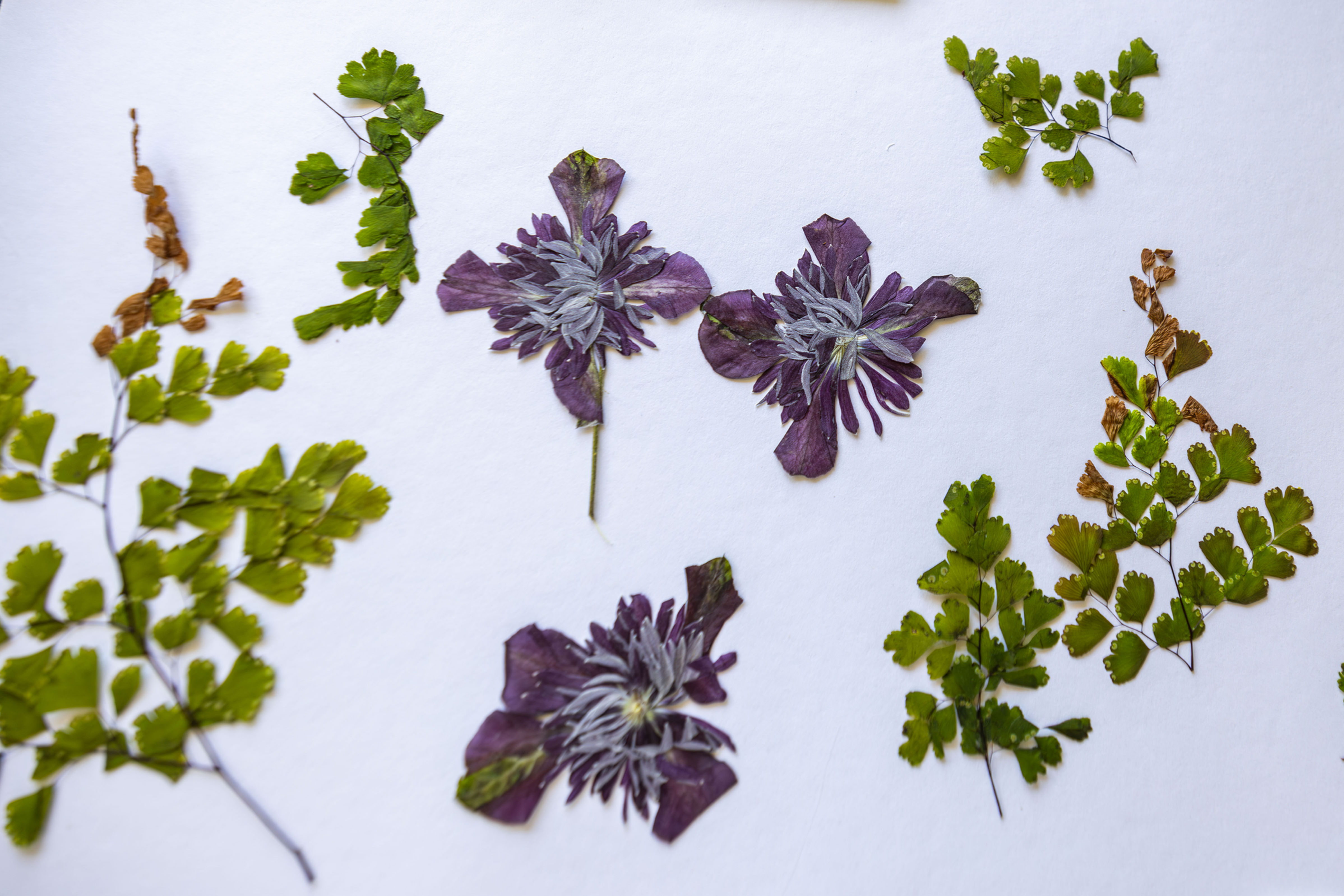 5pcs Pressed REAL Clematis Flowers - Purpurea Plena Elegans | Grown & Dried in A