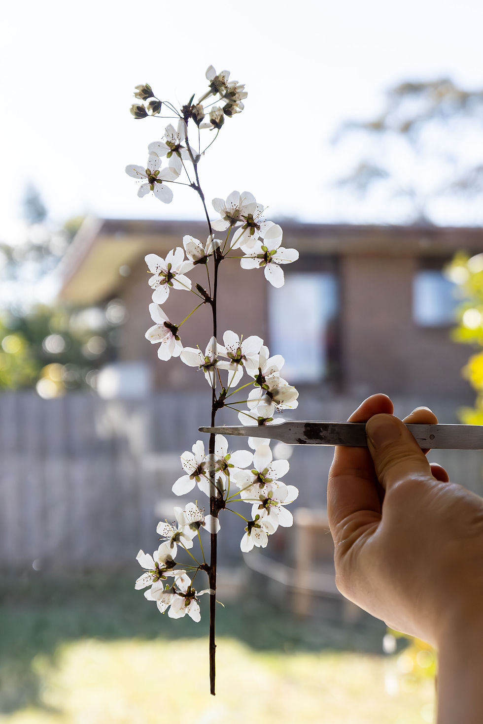 10pcs Pressed Plum Blossoms – Real Dried Flowers for Resin, Journals & Tradition