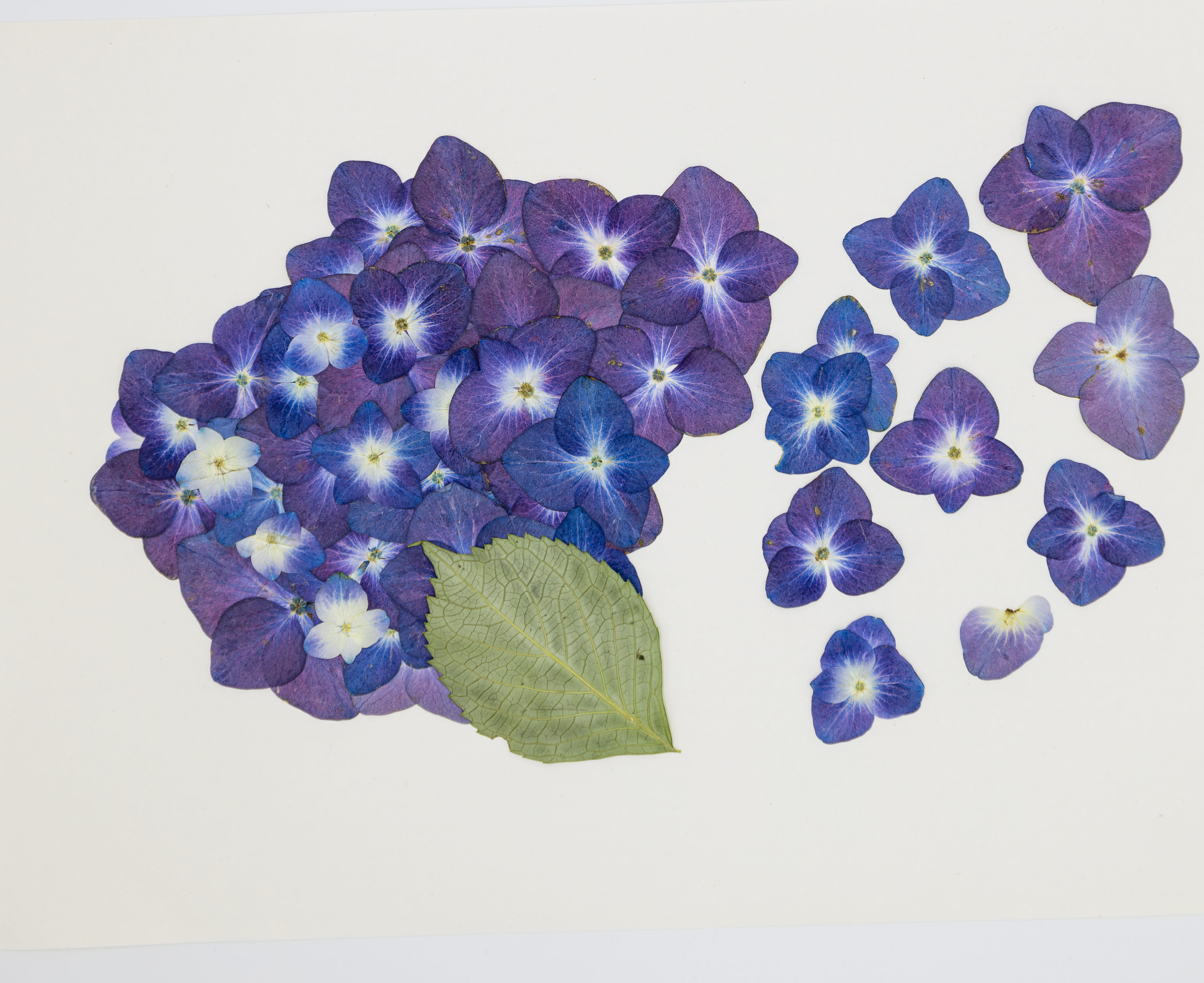 30 Pressed Hydrangea Petals – Real Dried Mixed Colours & Sizes (Random Selection
