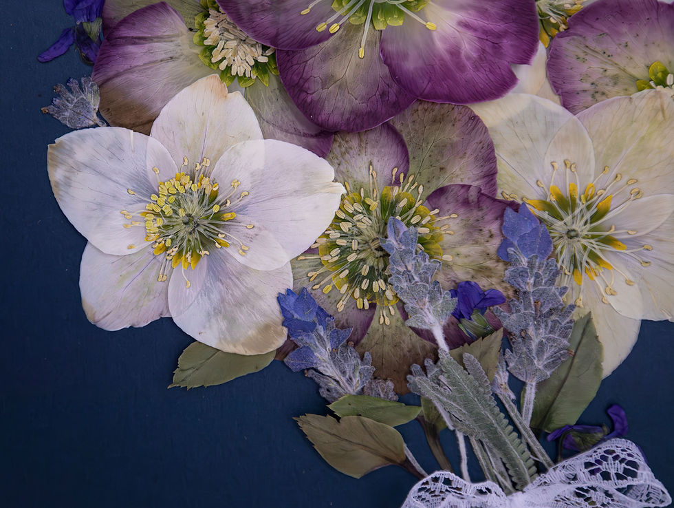 a bouquet of Winter Sweet Hellebores and Lavender