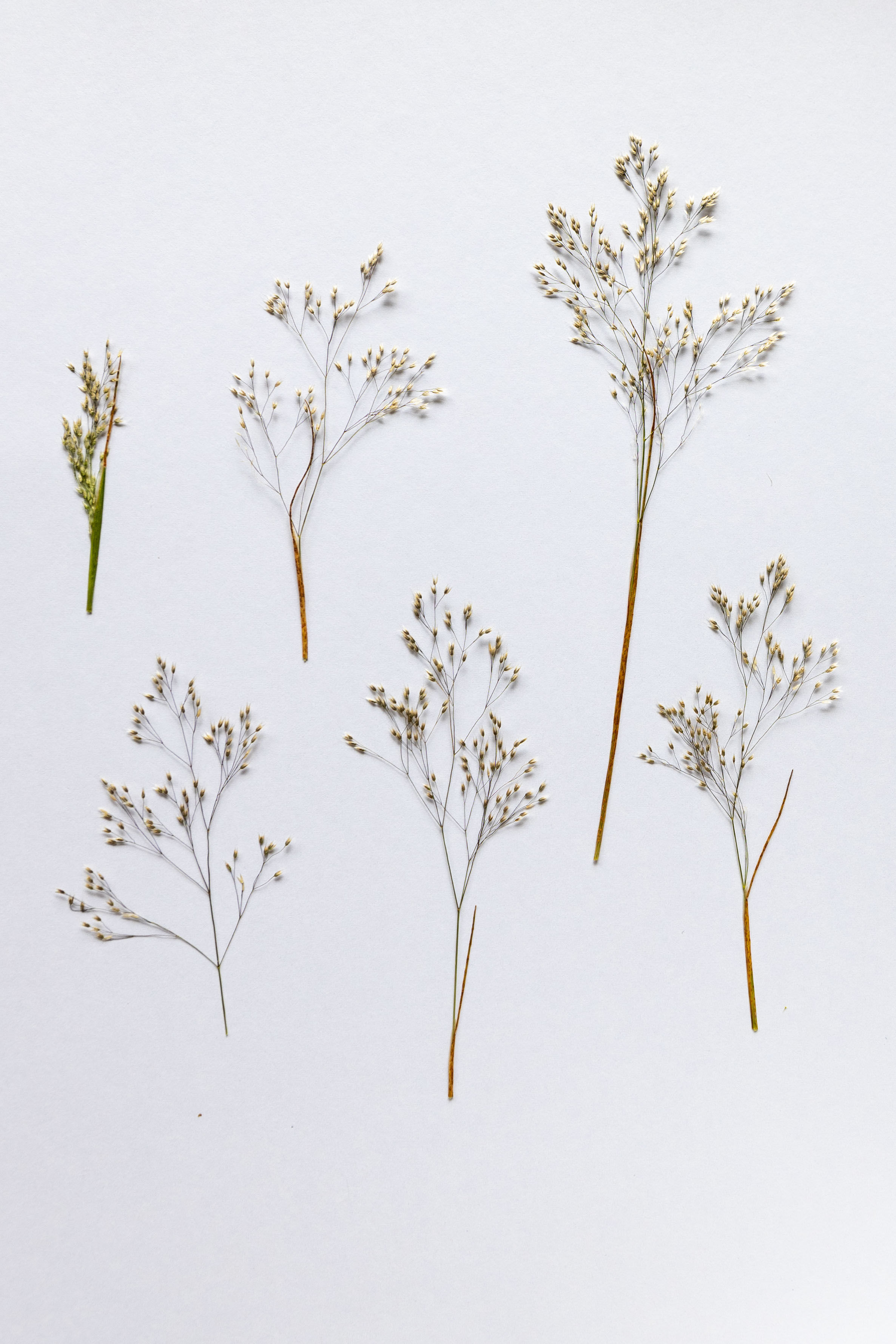 10pcs Dried Panic Grass | Grown & Dried in Australia | Perfect for DIY Craft Pro