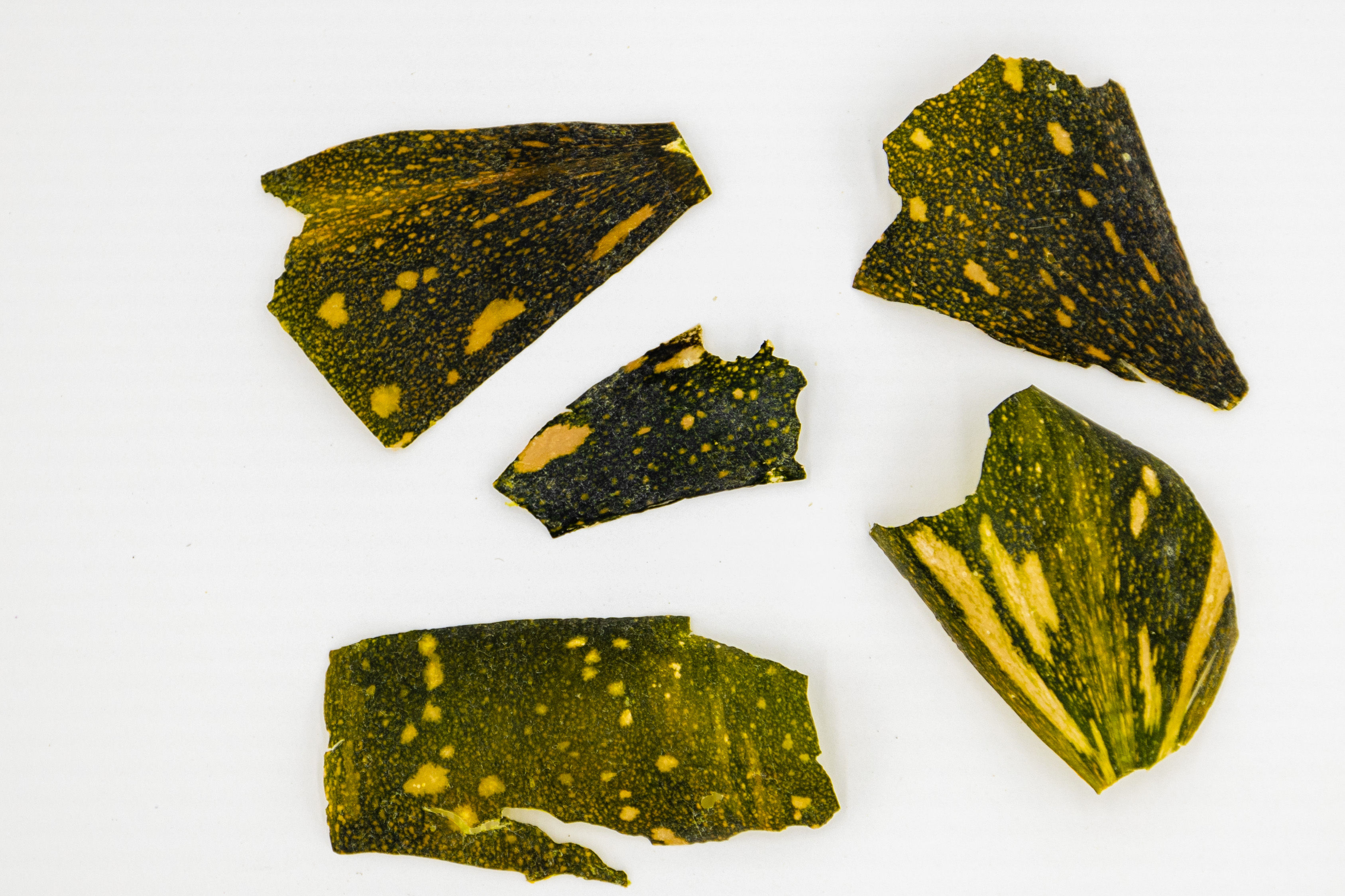 1 pc Pressed Thin Pumpkin Skin – Rare Botanical for Resin, Cards & Unique Crafts