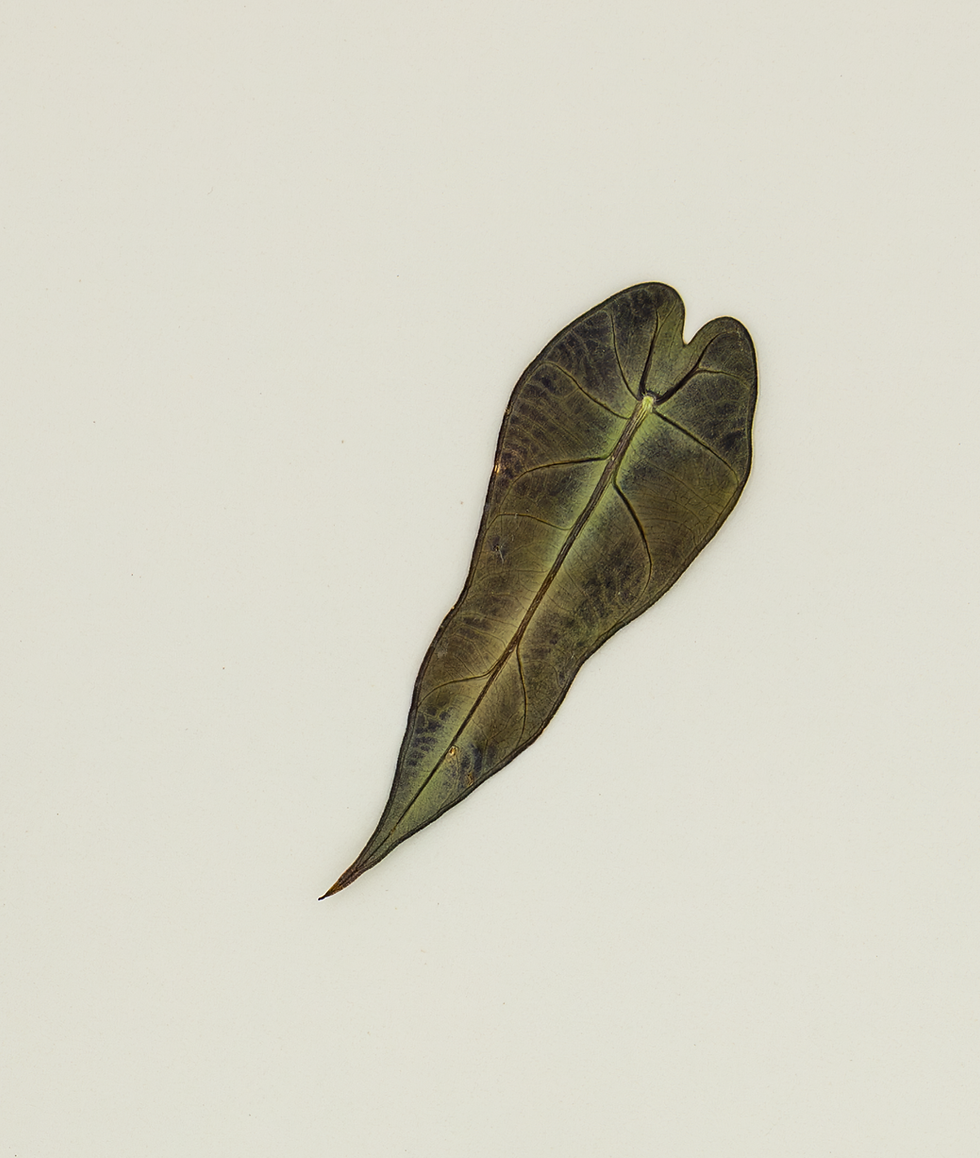 1 Pressed Alocasia Leaf – Heart-Shaped Dried Real Leaf for Resin Art, Epoxy Jewelry, Nail Art & DIY Crafts