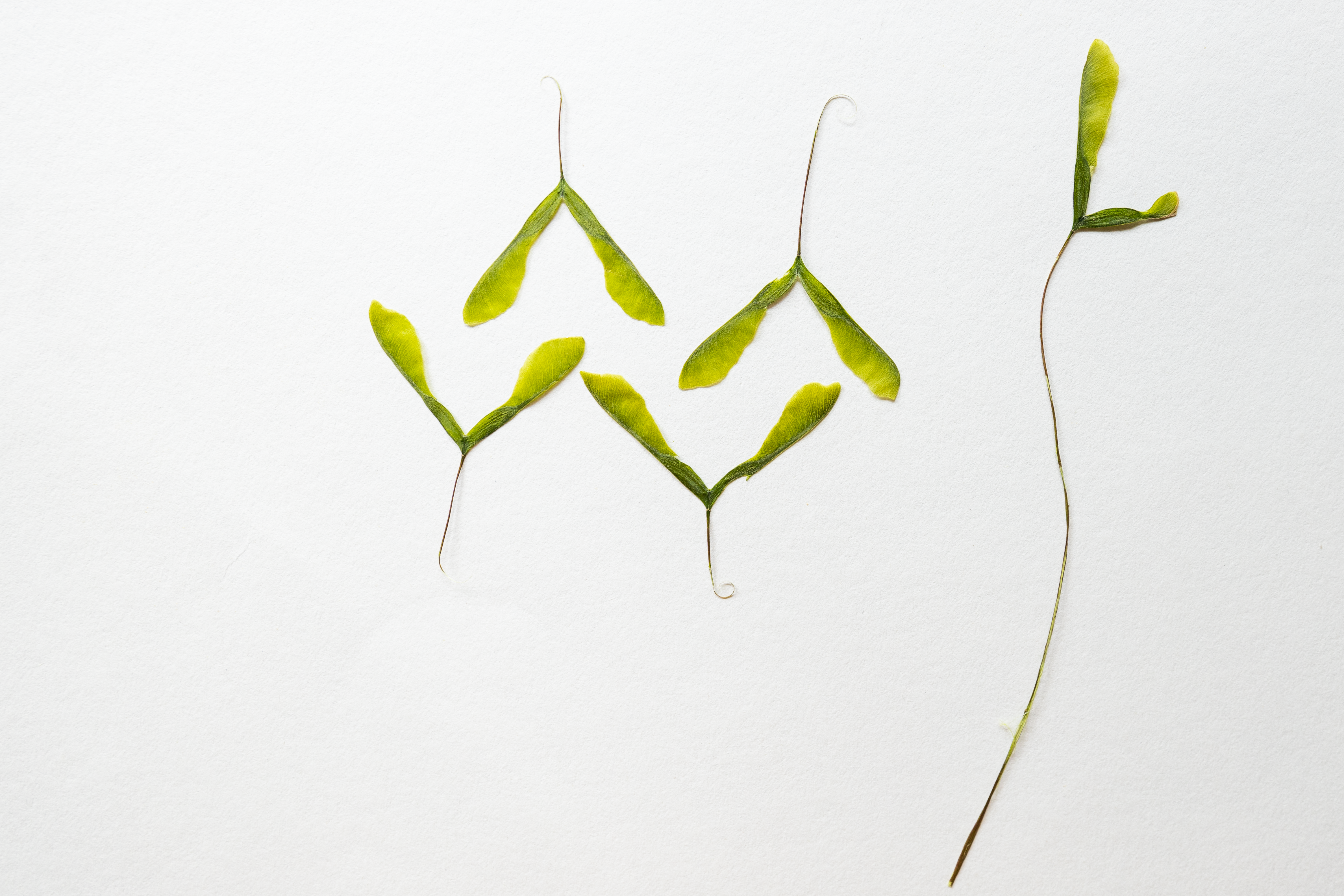 Set of 10 pressed green samaras for resin art and botanical crafts.