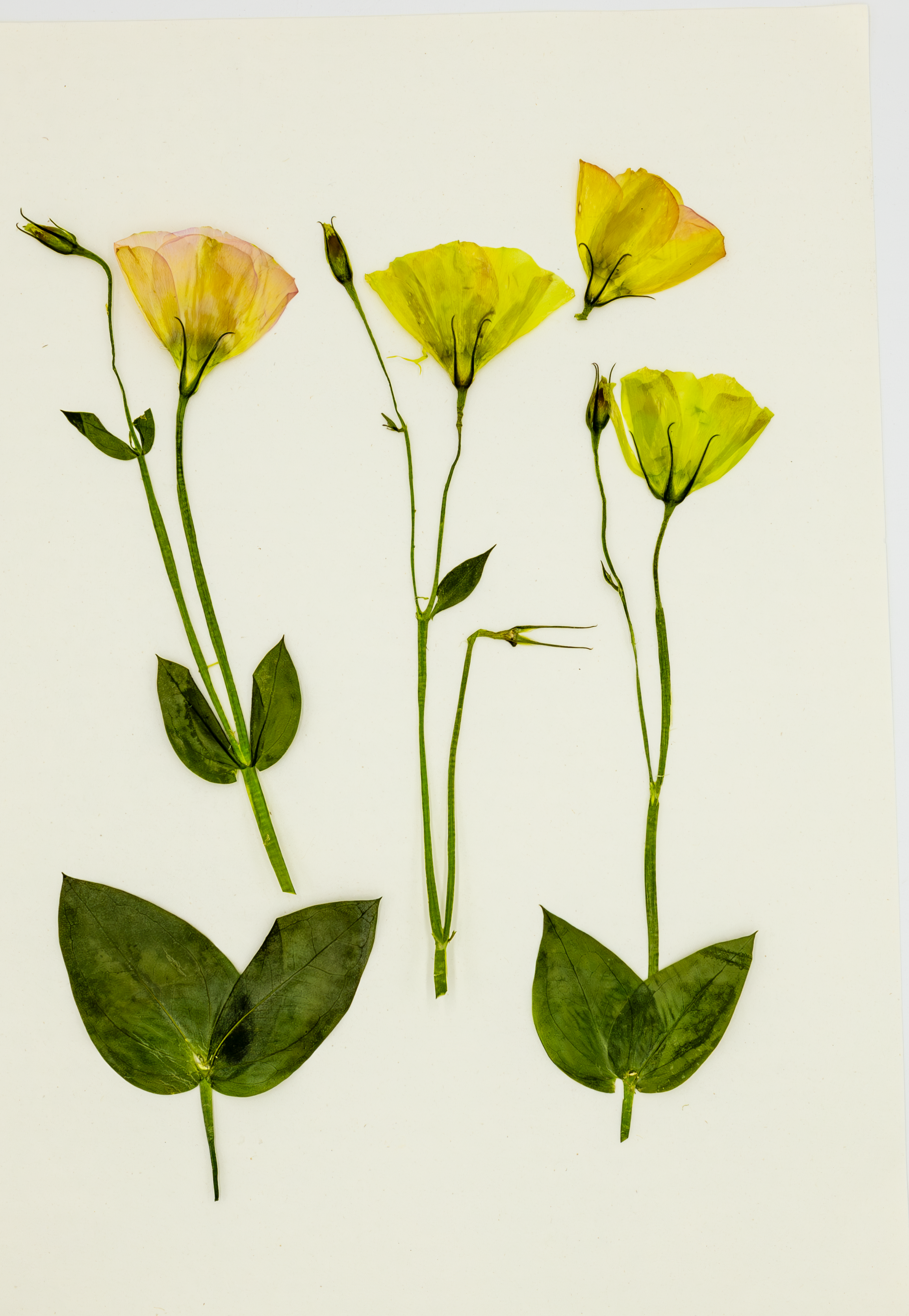 5 Pressed Eustoma Lisianthus Flowers – Mixed Colours | Real Dried Blooms for Res