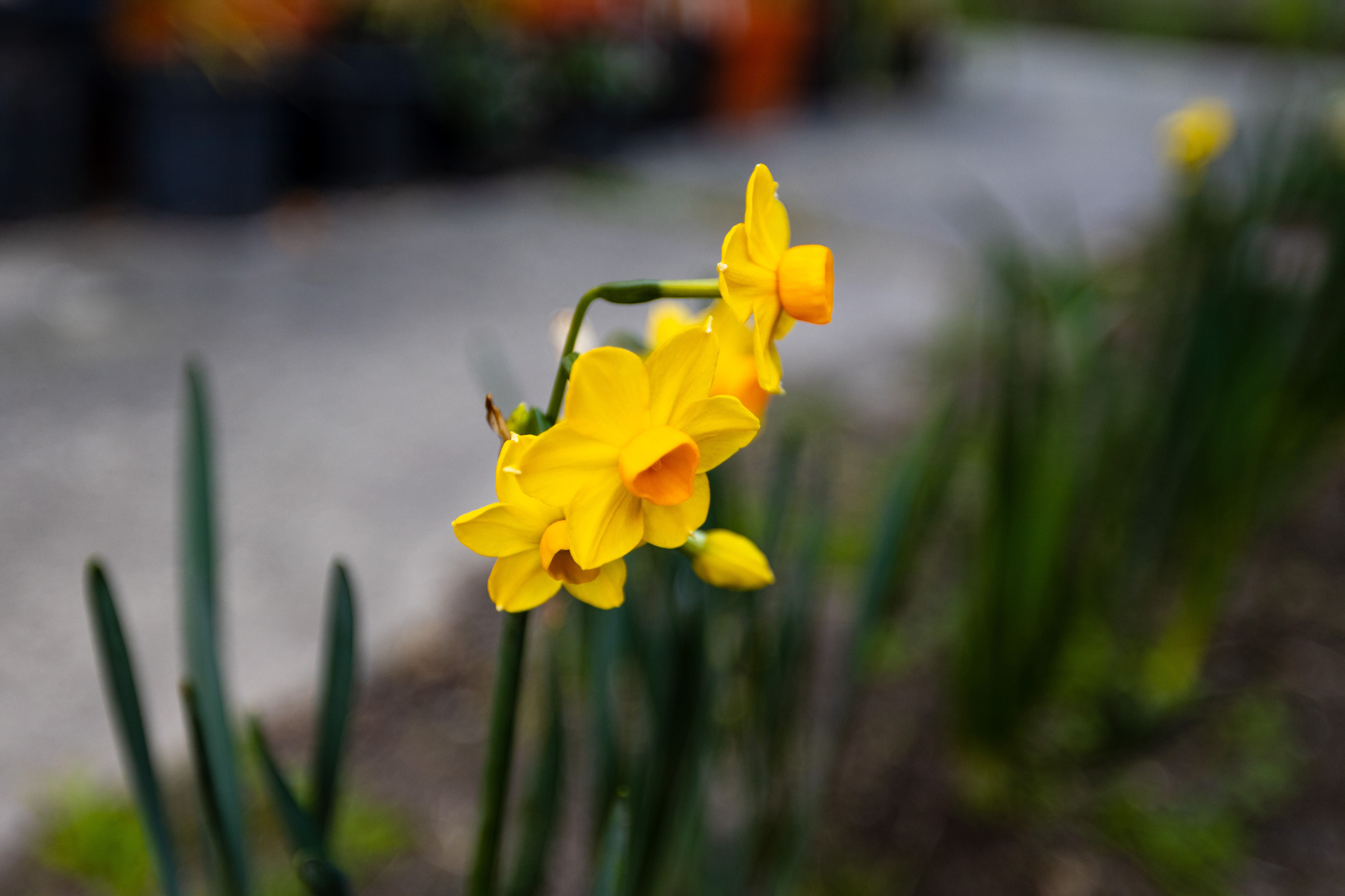 10 Pressed Small Daffodil Flowers – Real Dried Blooms for Resin, Cards & Wedding Décor