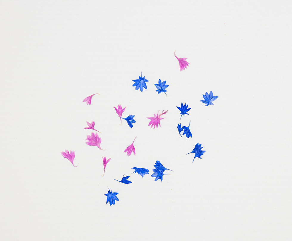 20pcs Pressed Cornflower Petals – Real Dried Blue Petals for Resin, Cards & Botanical Art