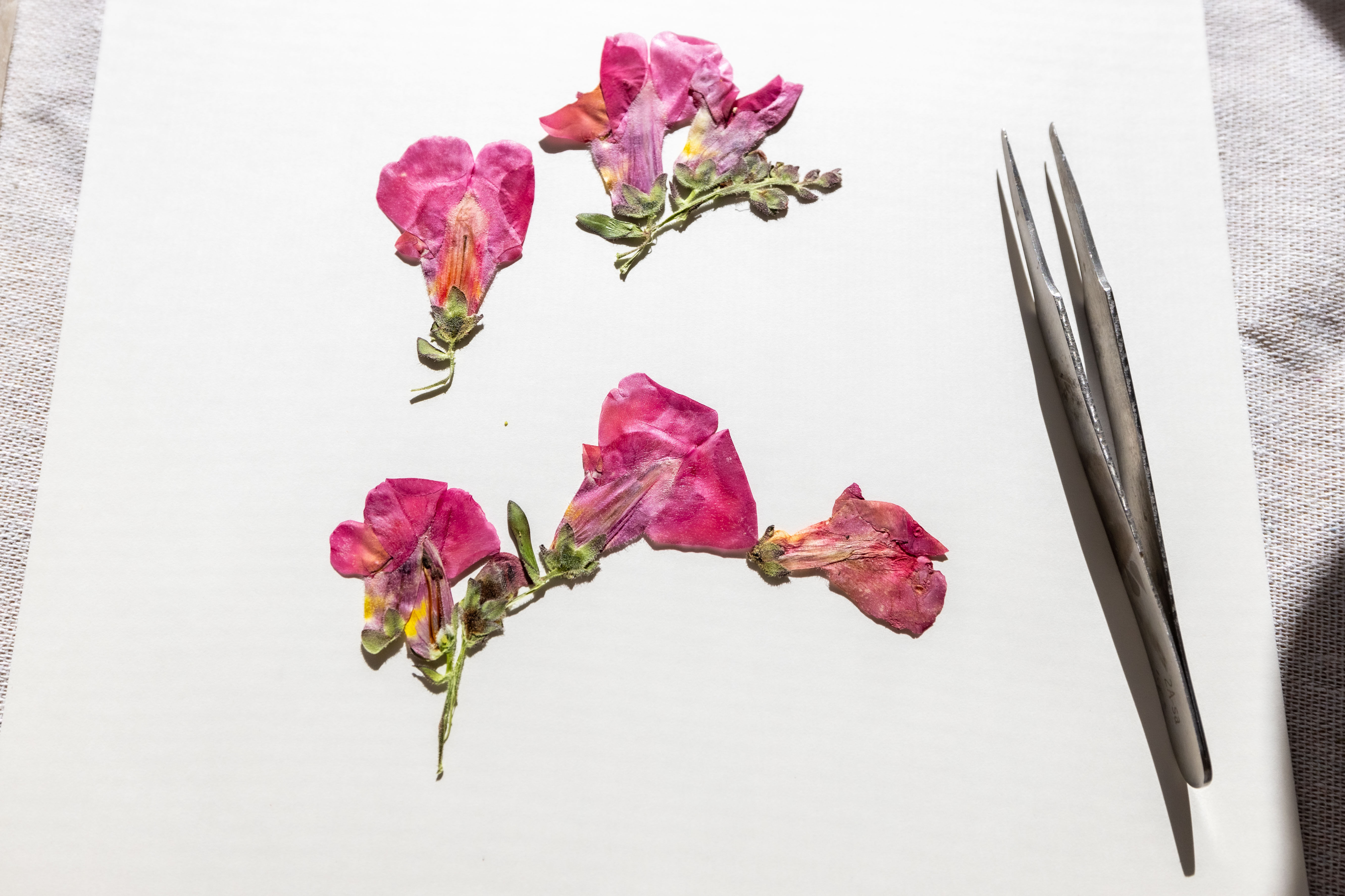 Pressed Snapdragons for DIY Resin Art
