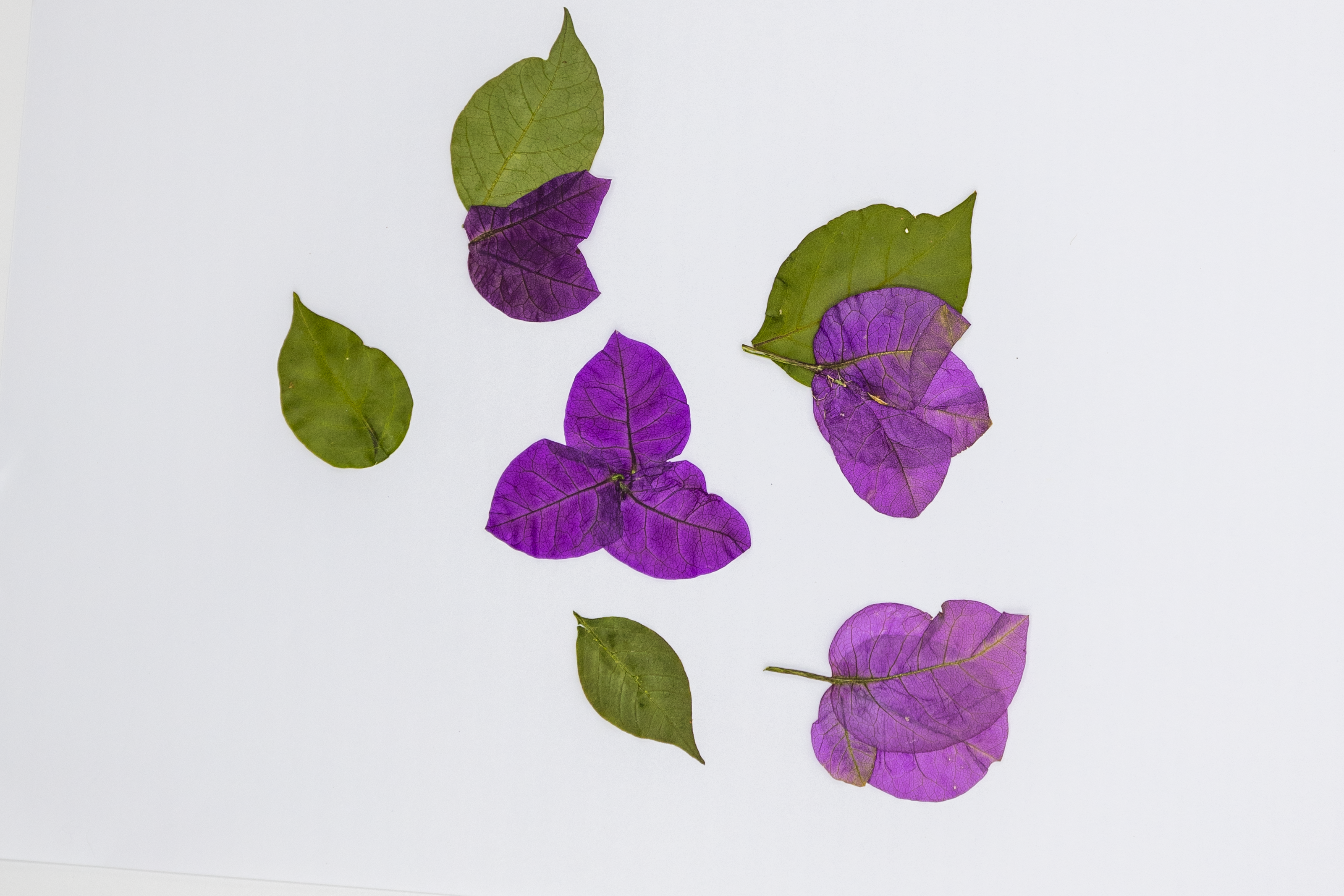 10 Pressed Bougainvillea Flowers – Real Dried Flowers for Resin Art, Crafts & Framing