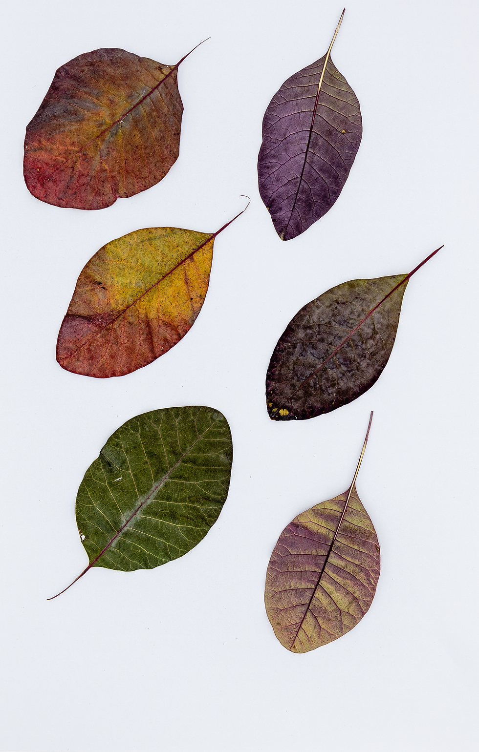 5 Real Pressed Smoke Tree Leaves | Mixed Colours & Shapes | Natural Dried Botani
