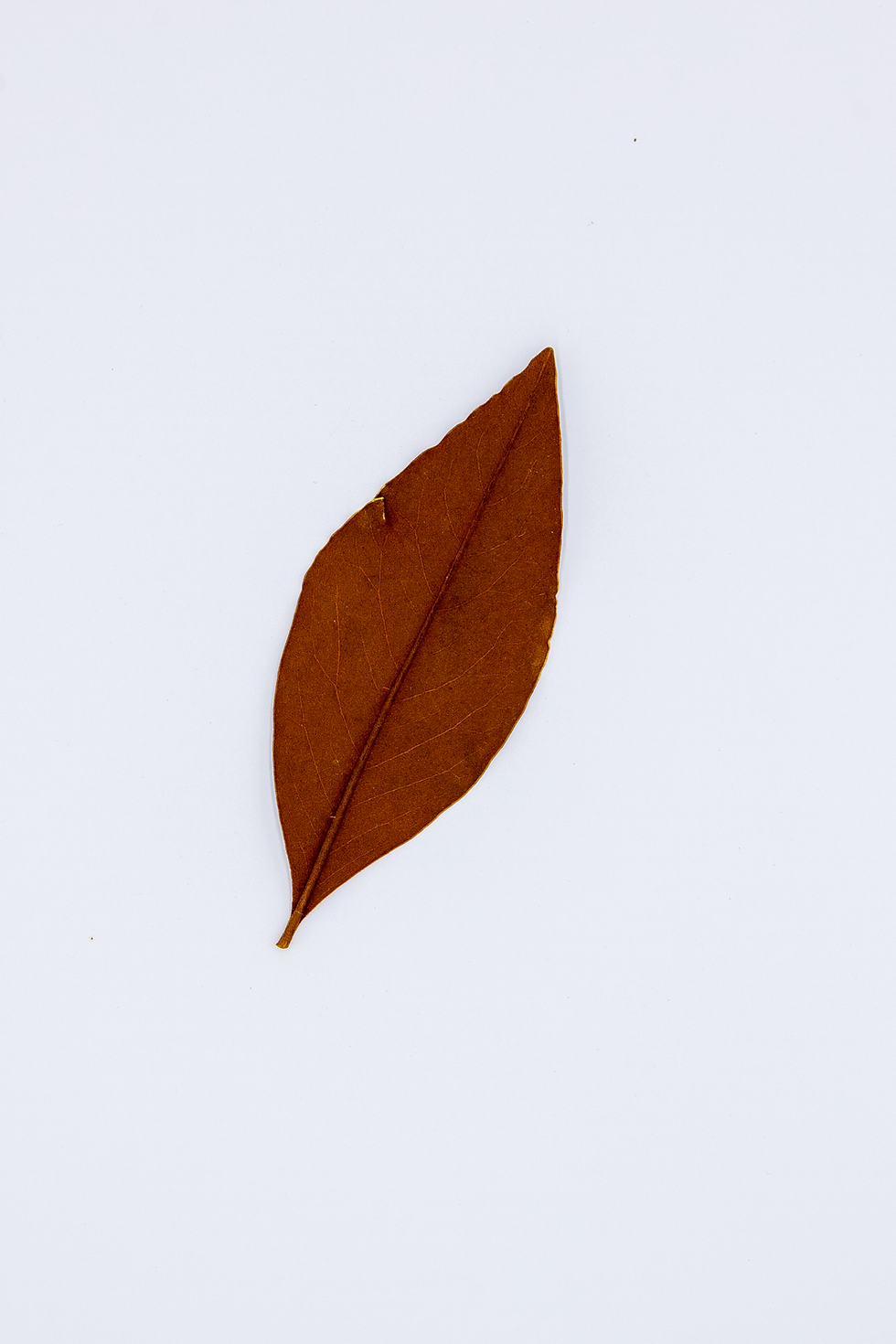 10pcs Half-Cut Pressed Magnolia Leaves – Rich Brown Dried Foliage for Rustic Cra