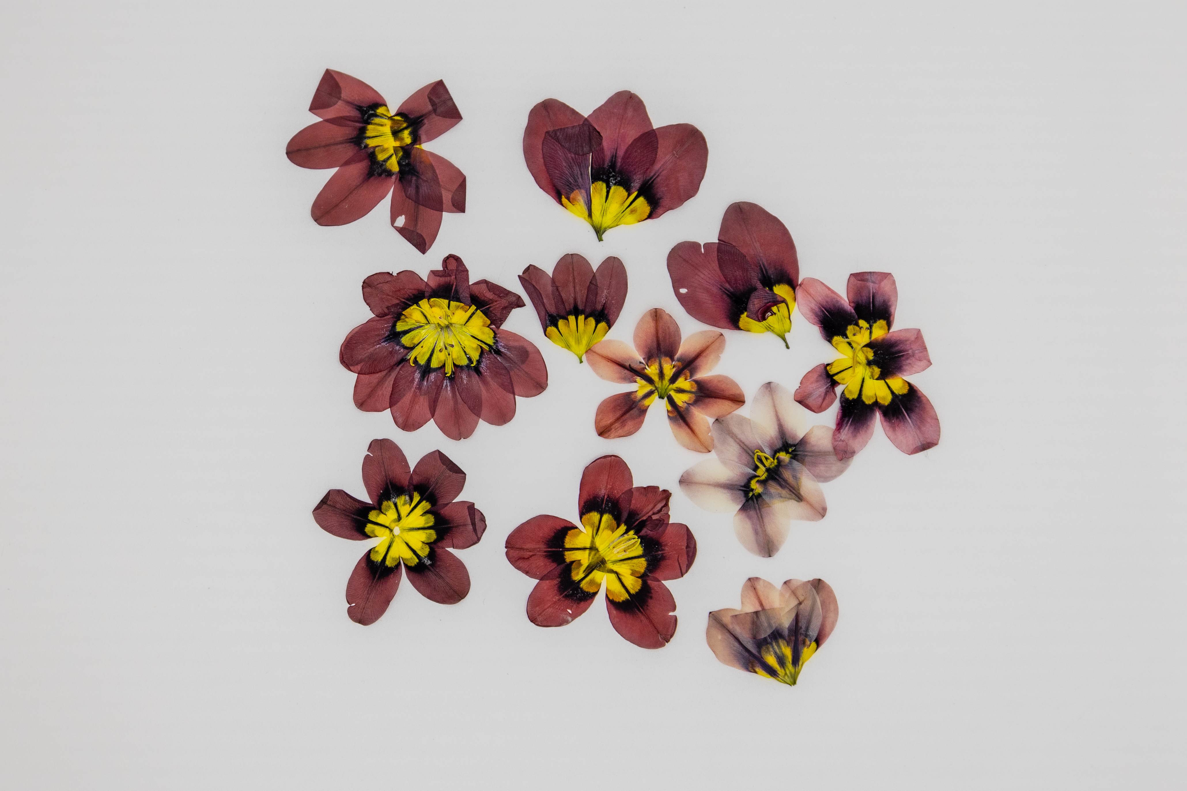 10 Pressed Sparaxis Flowers – Real Dried Blooms for Resin & Craft Projects