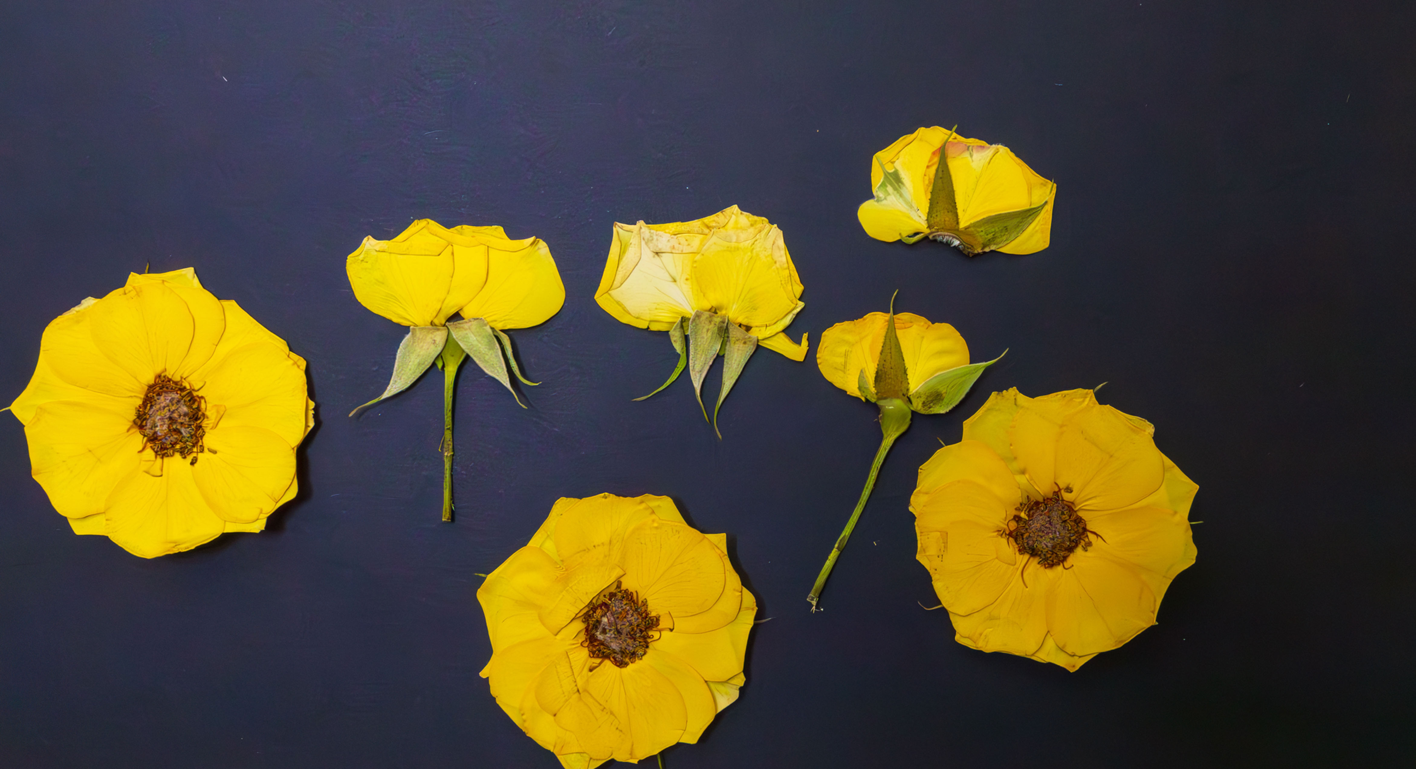 10pcs Mini Yellow Pressed Roses 🌼🌿 | Real Dried Rose Flowers for DIY Art, Journaling & Resin Crafts | Bright & Delicate Flo