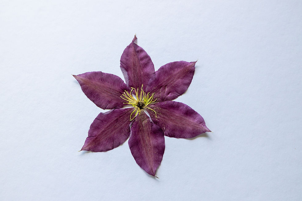 5pcs Pressed REAL Clematis Flowers Deep Purple-Pink | Grown & Dried in Australia