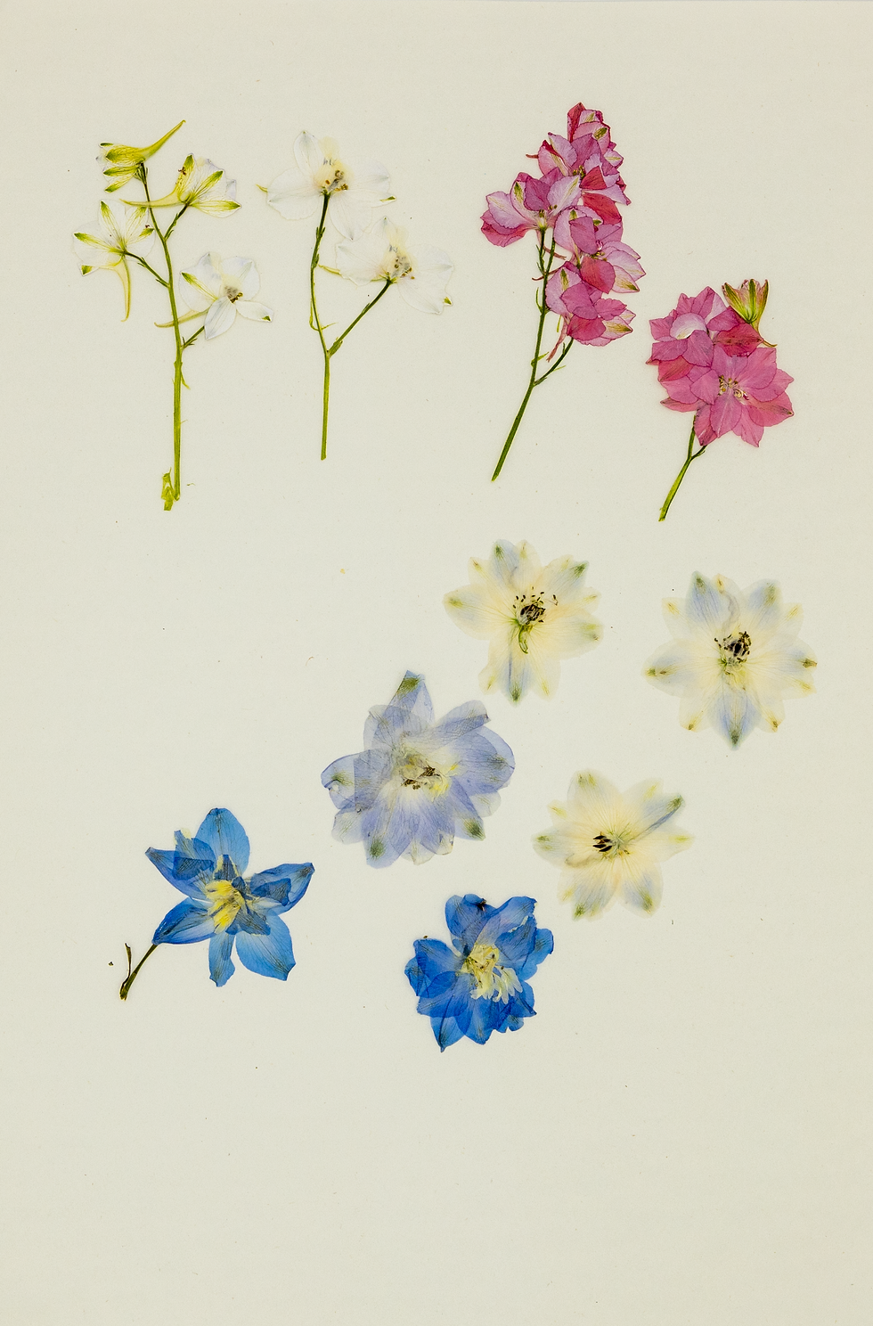 5 Pressed Delphinium Flowers – Dried Real Flowers for Resin Art, Epoxy Jewelry,