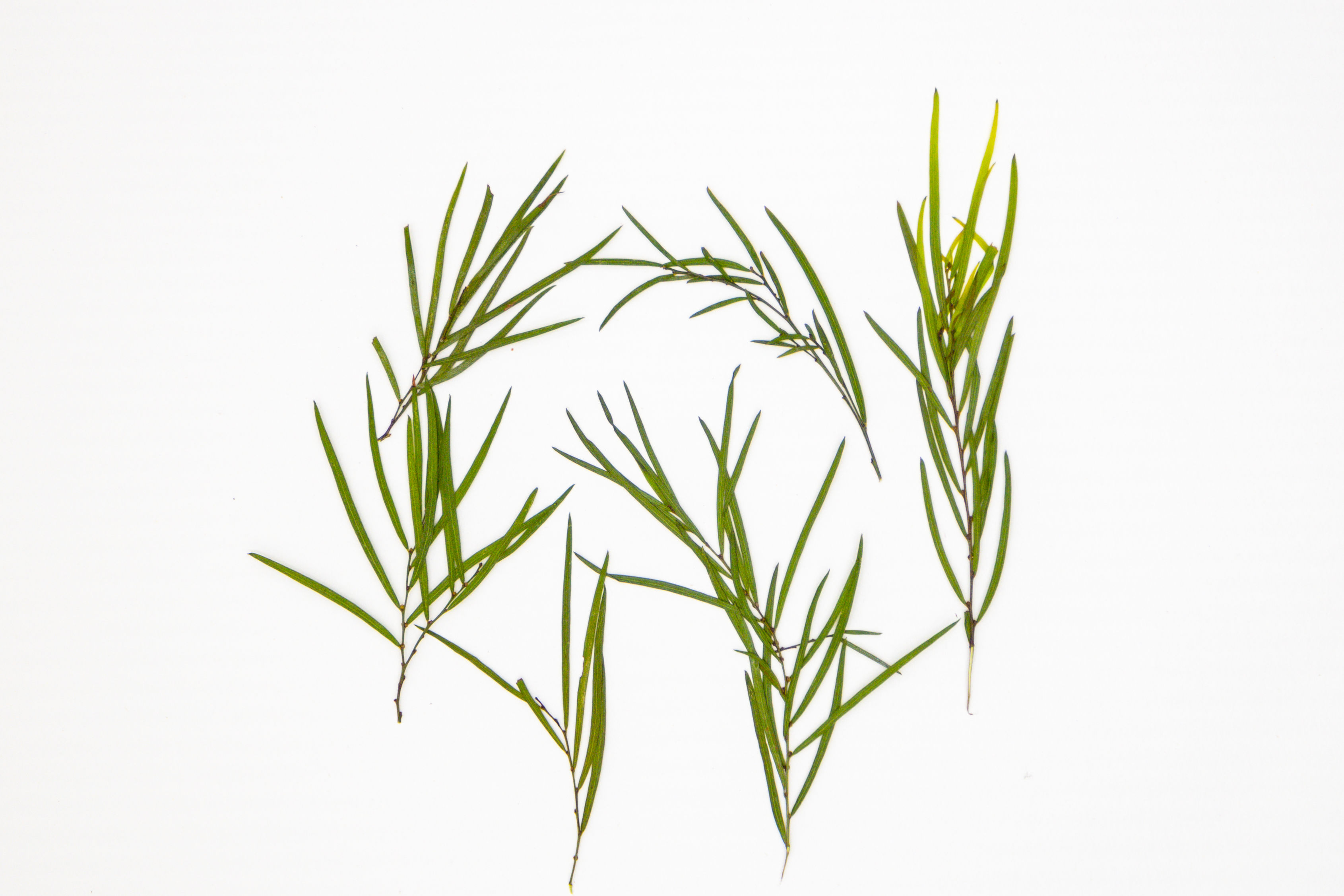 10 Small Stems of Pressed Limelight Tree Leaves – Real Dried Botanical Foliage for Natural Crafts