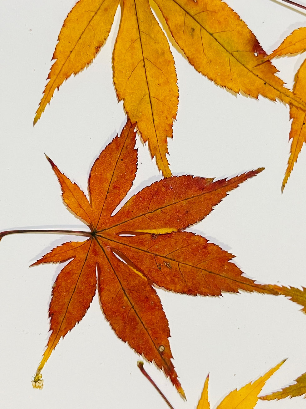 medium size Pressed Dried Maple Leaves (30 pcs) | Real Small Maple Leaves for Cr