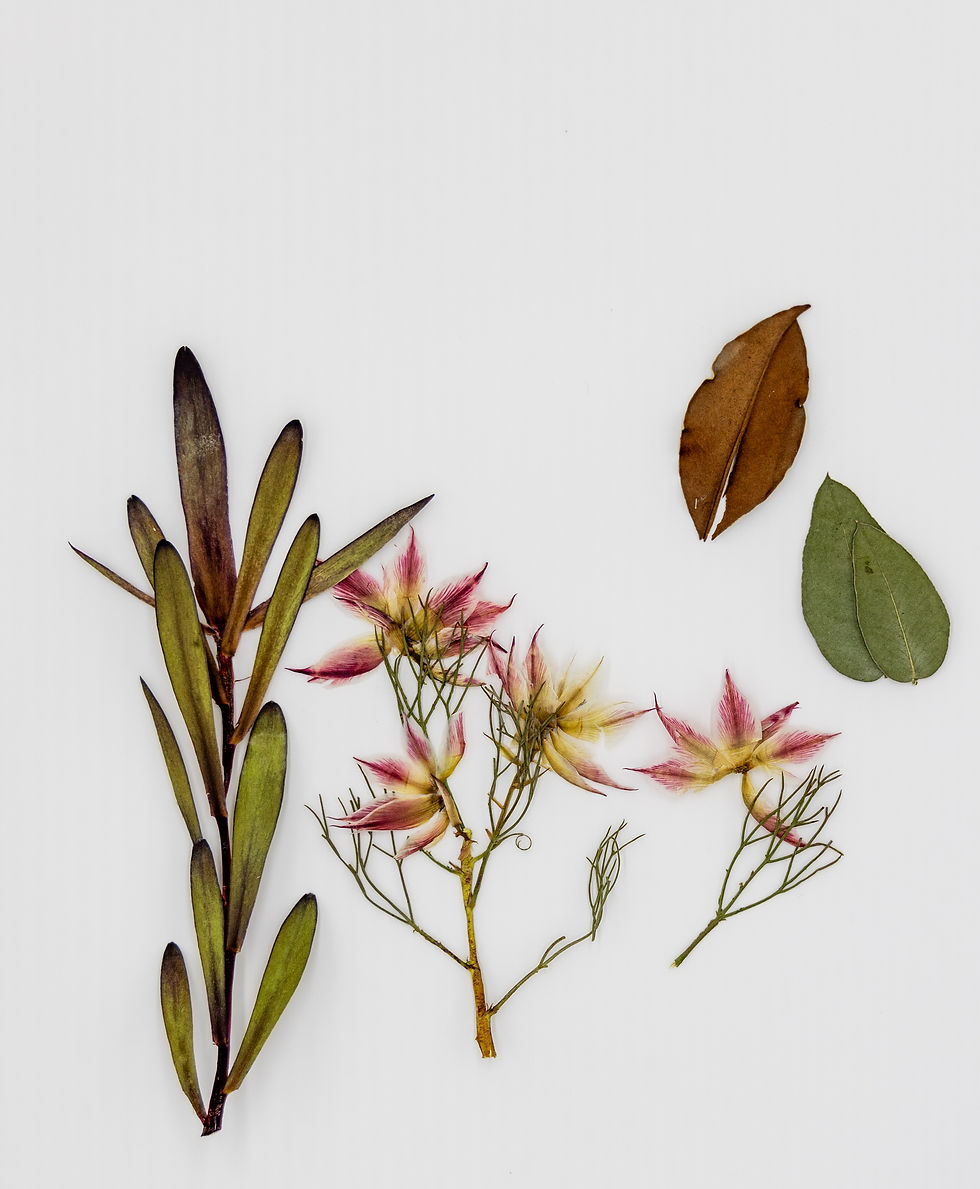 5 Pcs Pressed Serruria florida (Blushing Bride) – Native Australian Flowers, Grown & Pressed in Melbourne