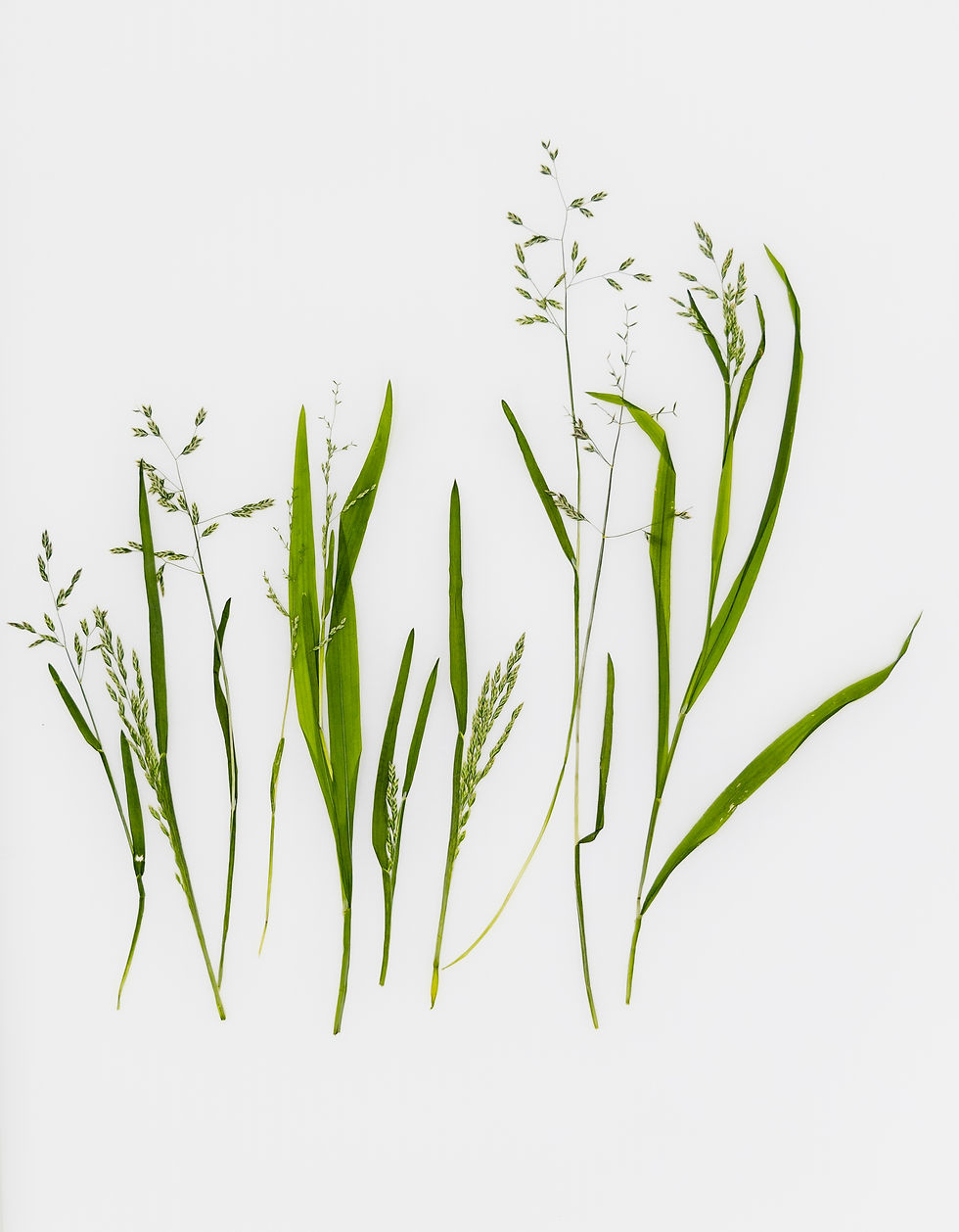 ðŸ 5 Pcs Pressed Wild Grass with Seeds â Real Dried Botanicals for Crafts & Resi