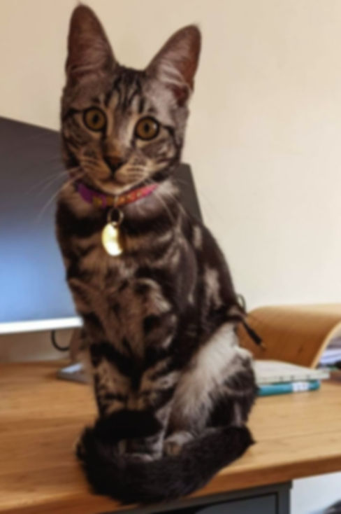 A Bengal and MaineCoon crossbreed cat with striking black and silver tabby markings, sitting upright on a wooden desk in front of a computer monitor, wearing a pink and purple collar with the name tag Luna