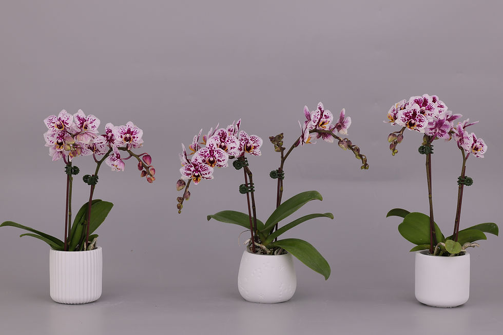 染付花鳥扁壺 紳士鳶尾花系列個性項鍊/個性飾品/項鍊－快速出貨