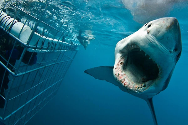 Shark-Diving-Gansbaai-7.webp