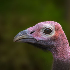 Datsi School for Storytellers Animation Texturing course. Vulture by Krishna Babu (Unni)