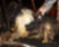 Shih Tzu Mat_edited.jpg