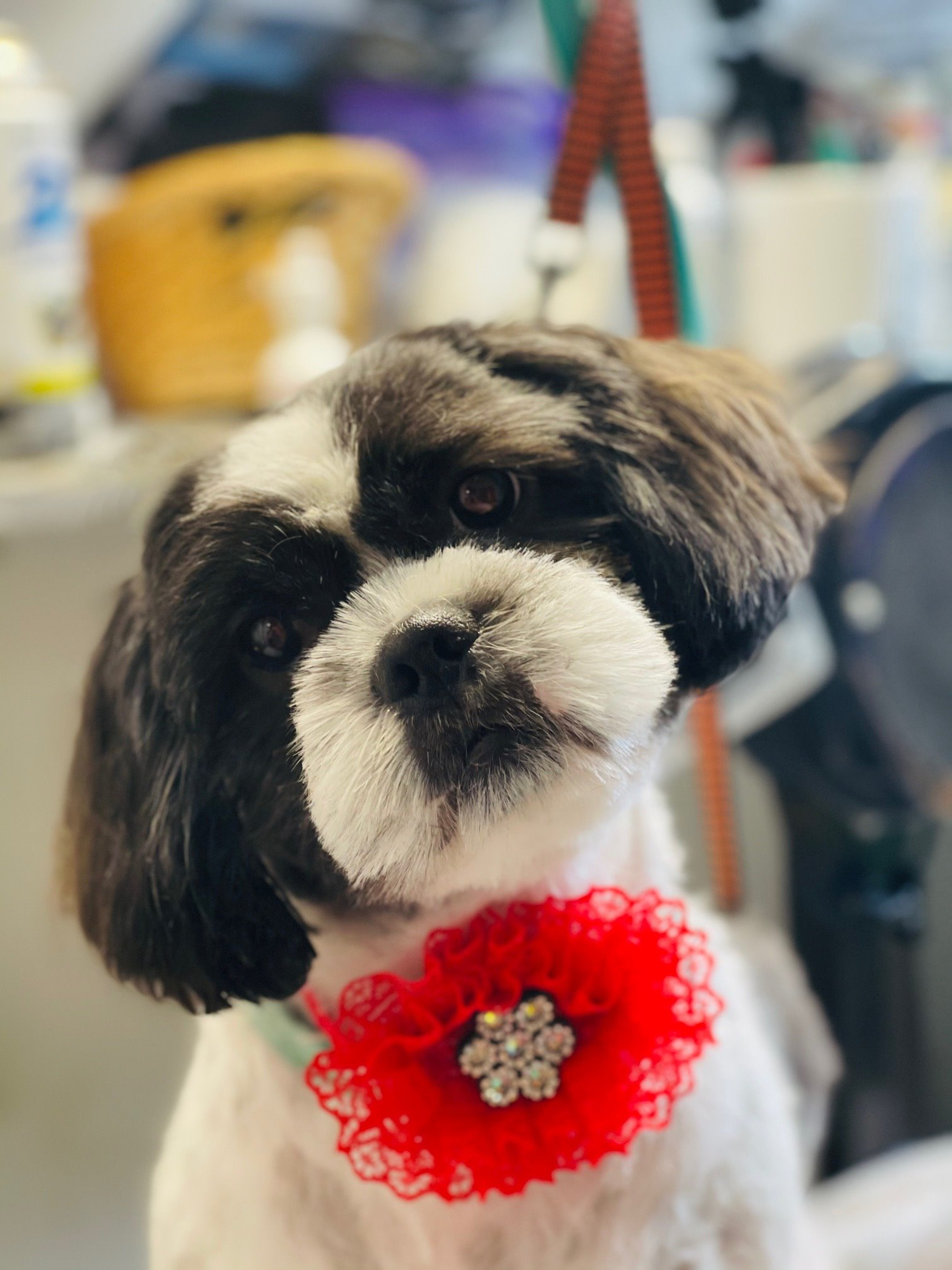 Book Online Zen Dog Grooming