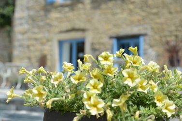 Flowers & the house.jpeg