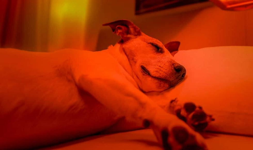a dog taking in red light therapy